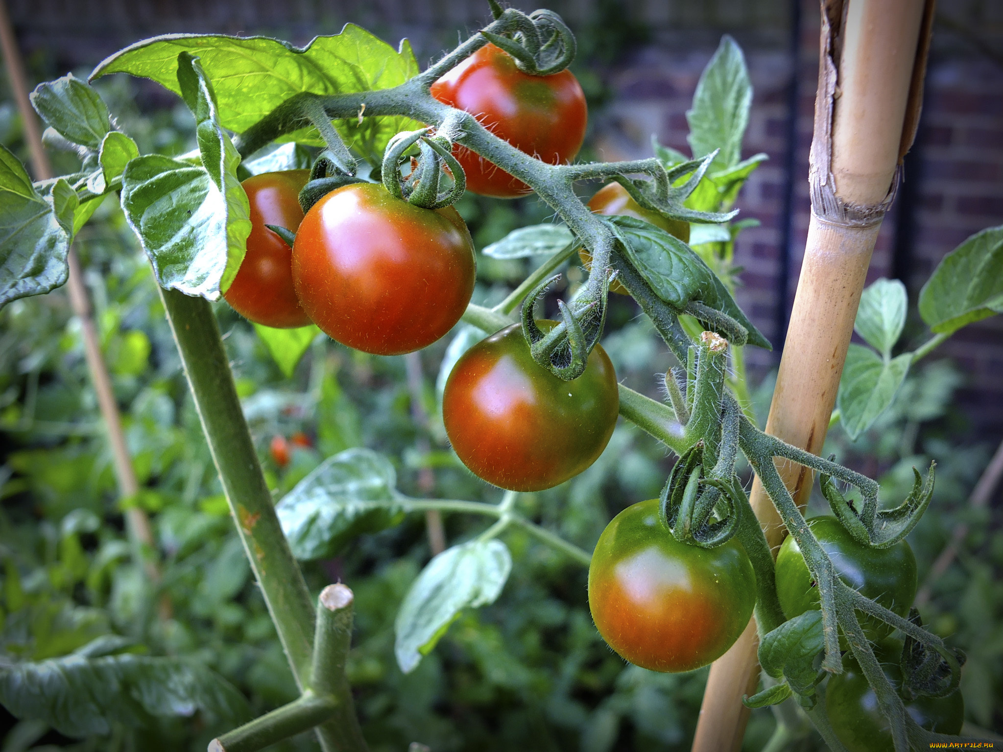 природа, плоды, томаты, помидоры