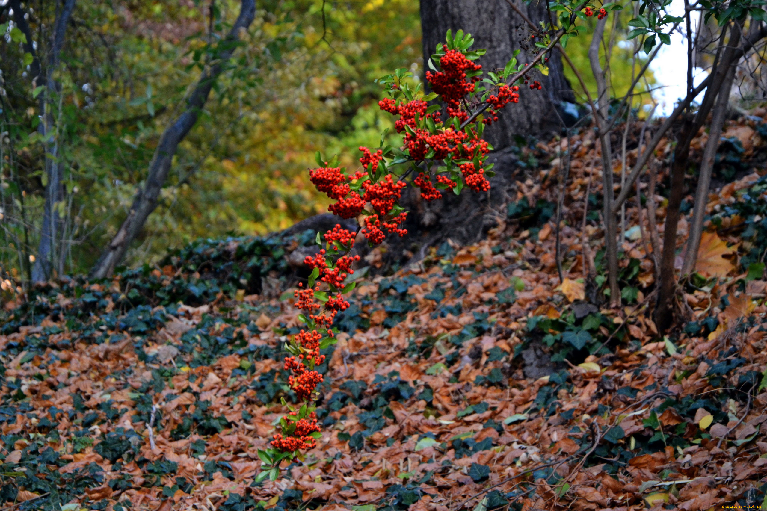 природа, Ягоды, , рябина, пираканта