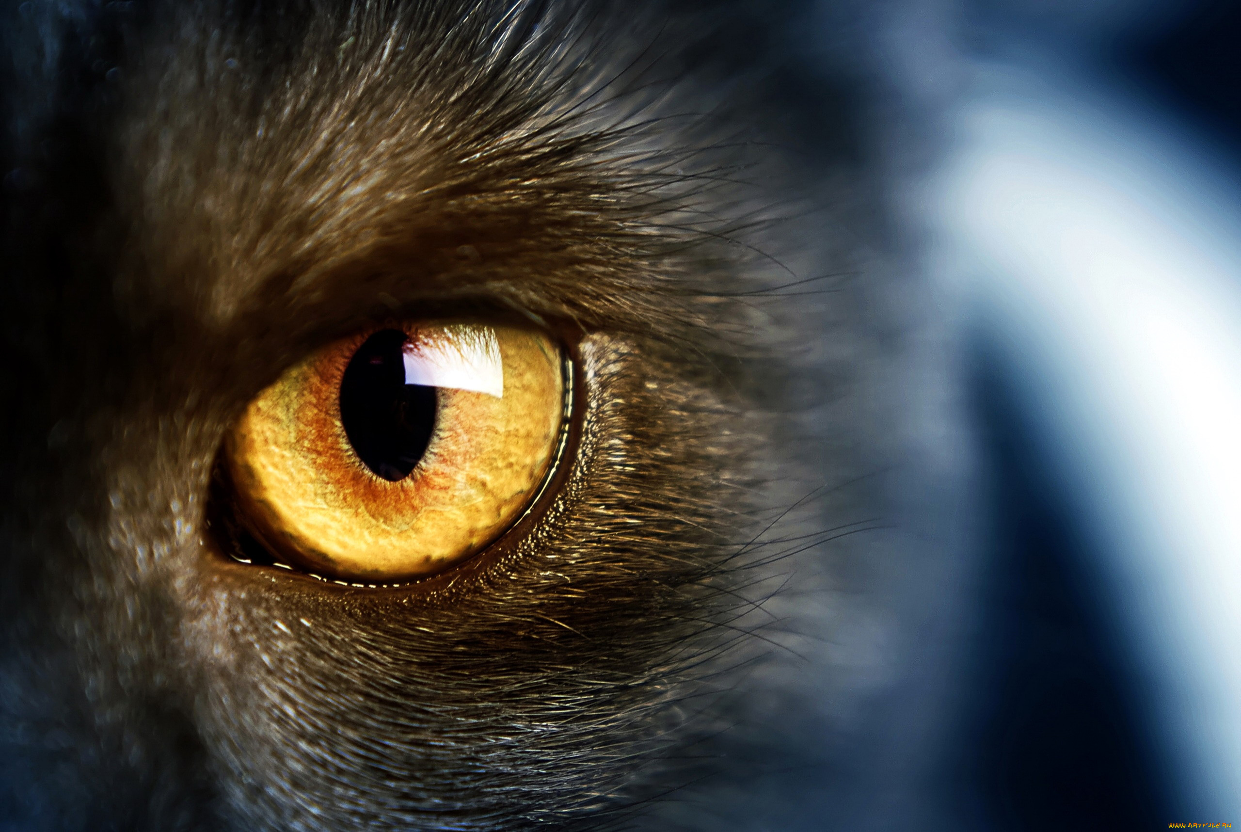 разное, глаза, желтый