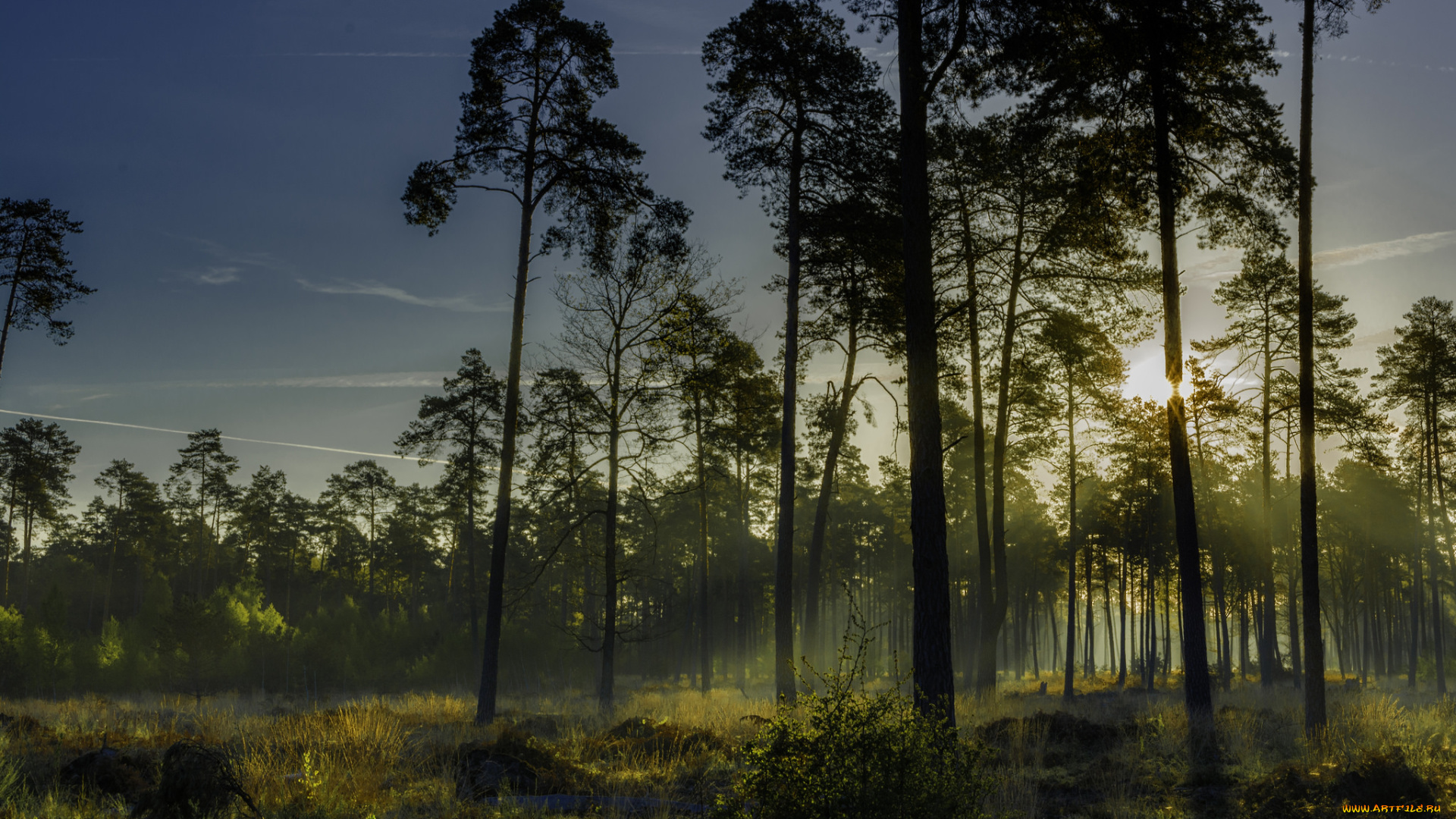 природа, лес, простор