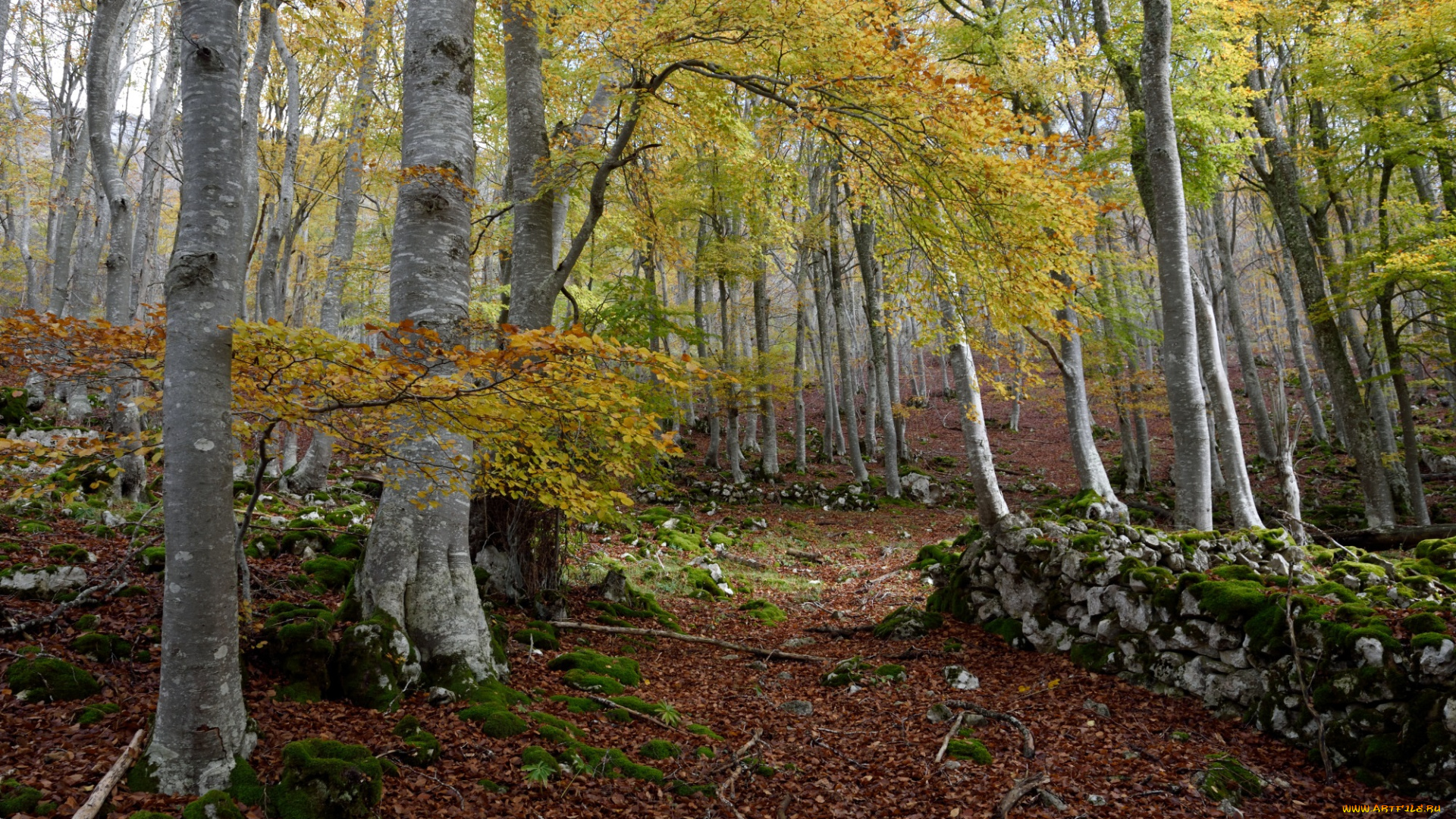 природа, лес, простор