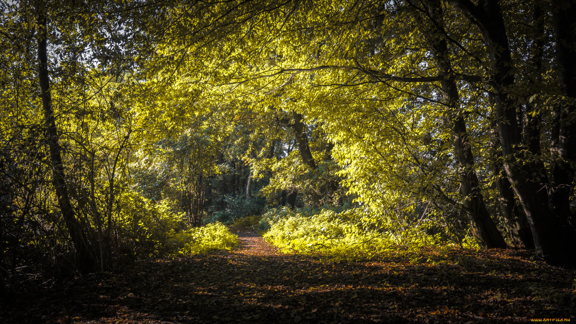 природа, лес, простор