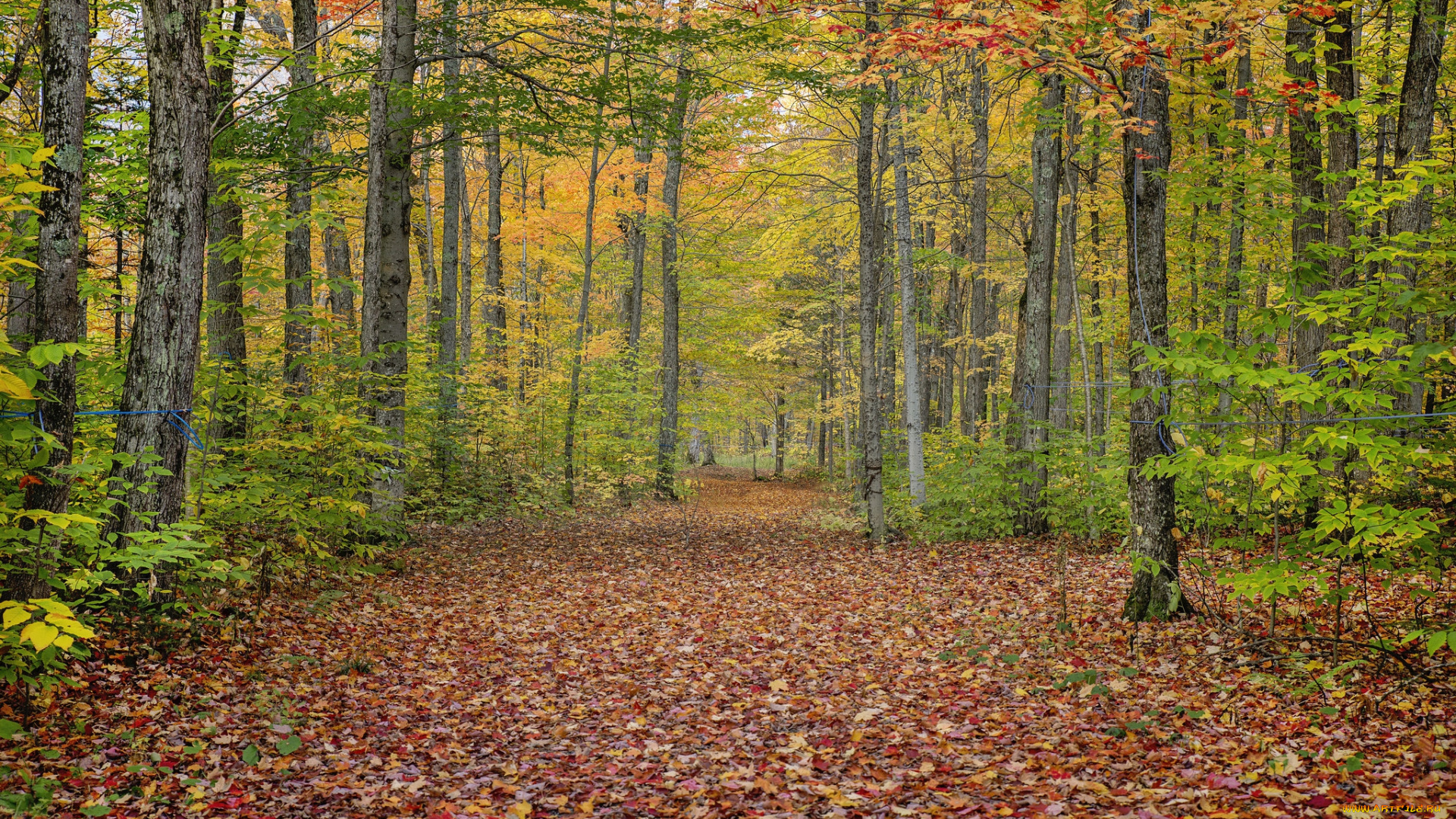 природа, лес, простор