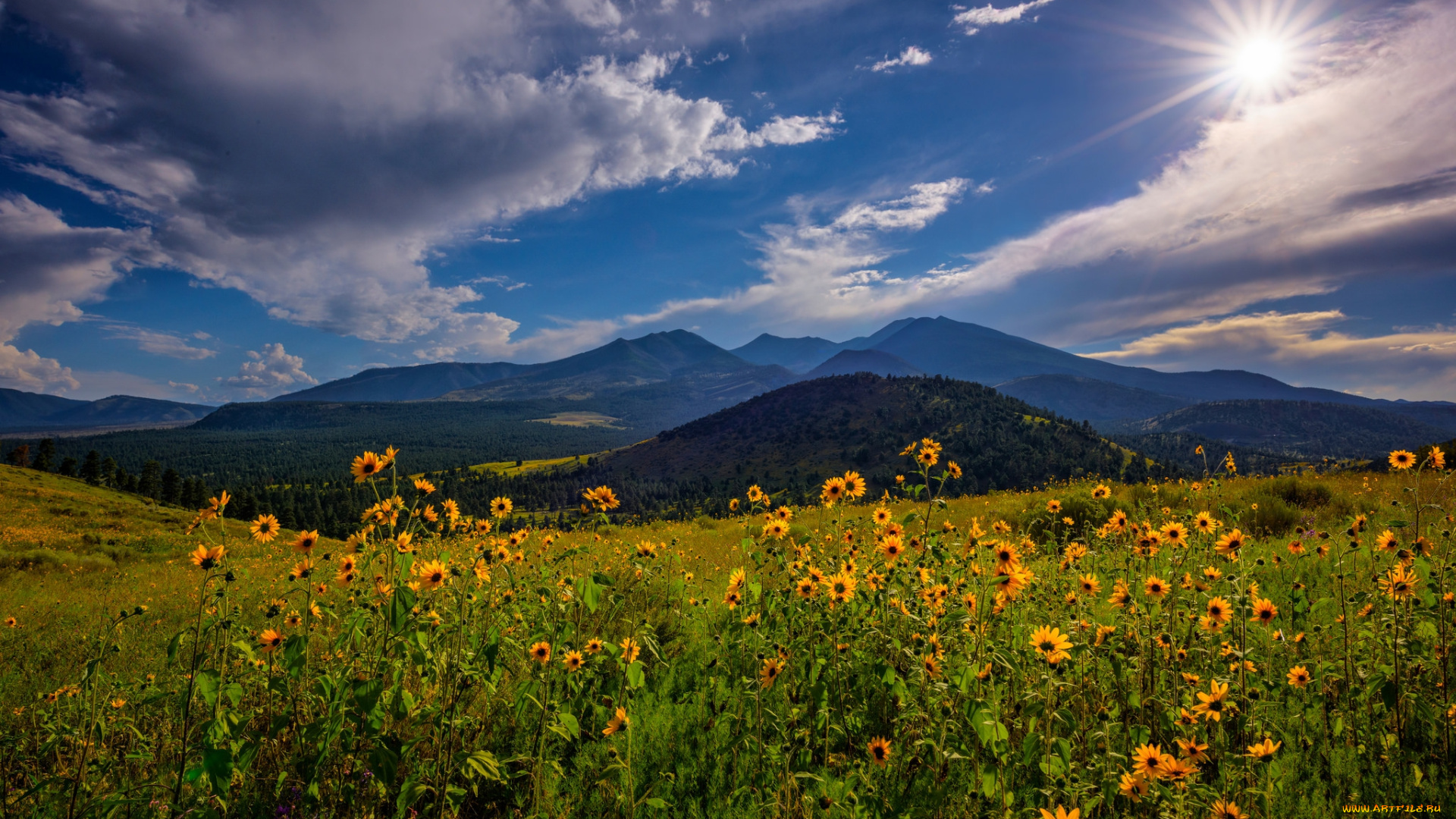 природа, луга, простор