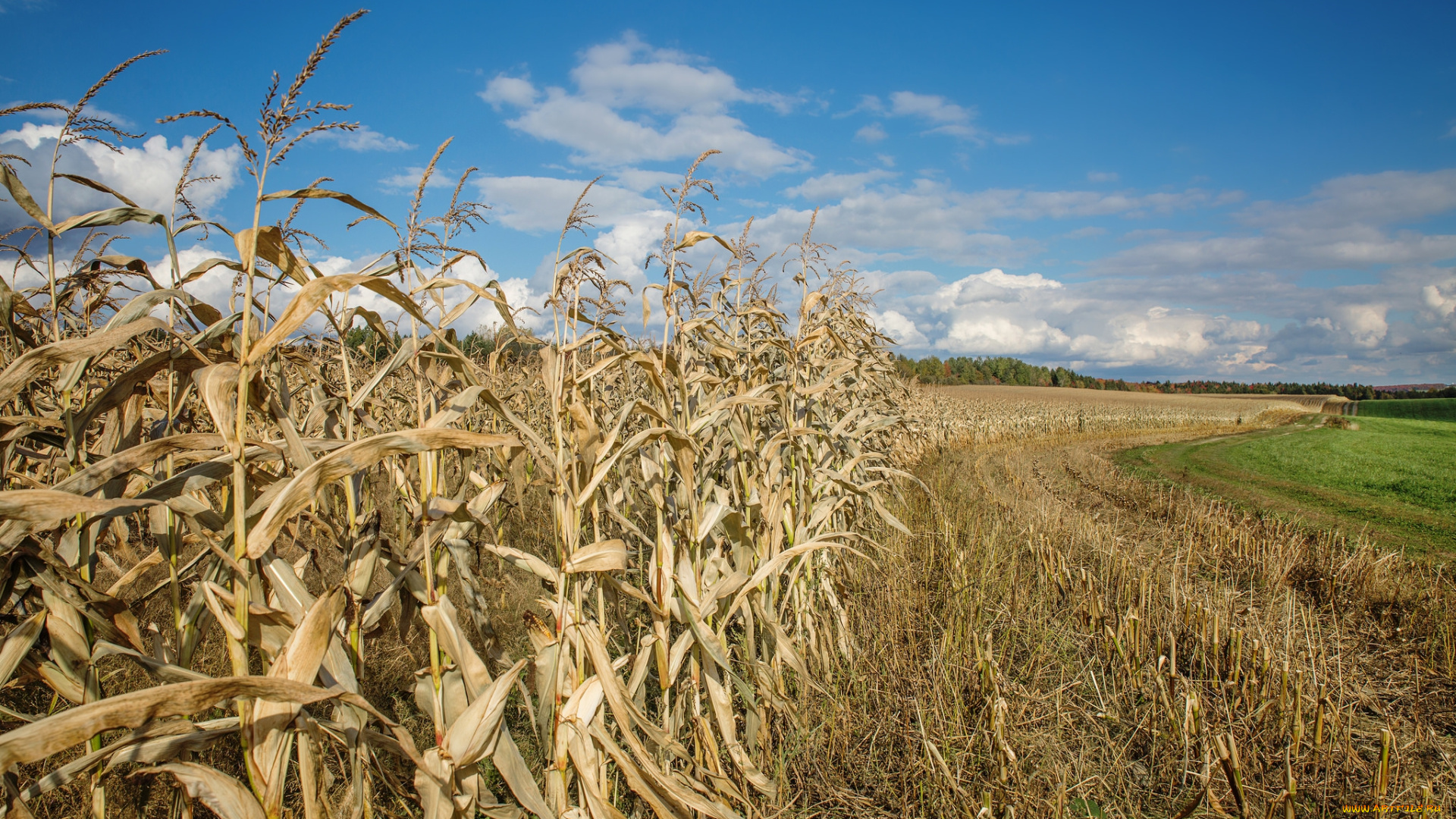 природа, поля, простор