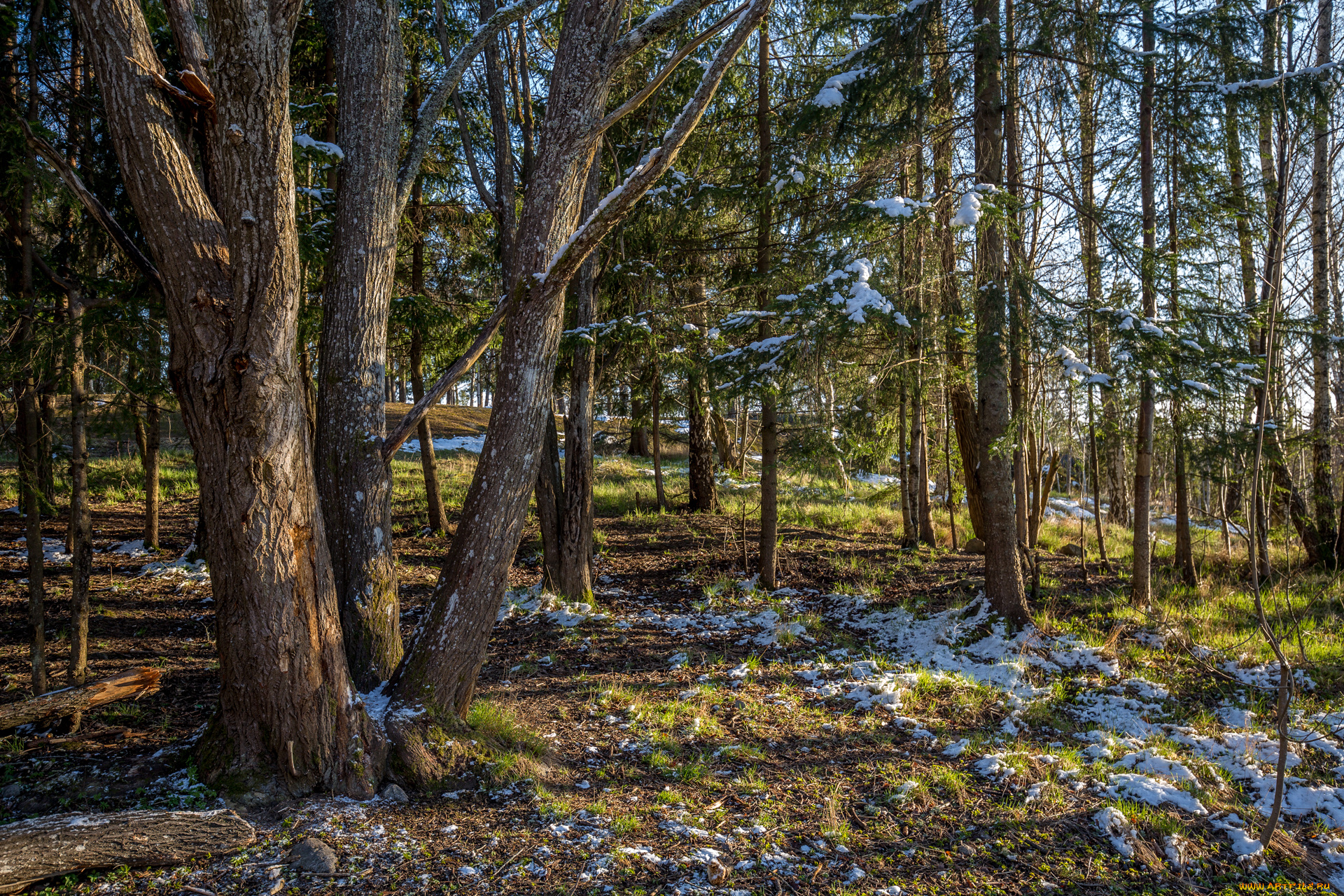 природа, лес, простор