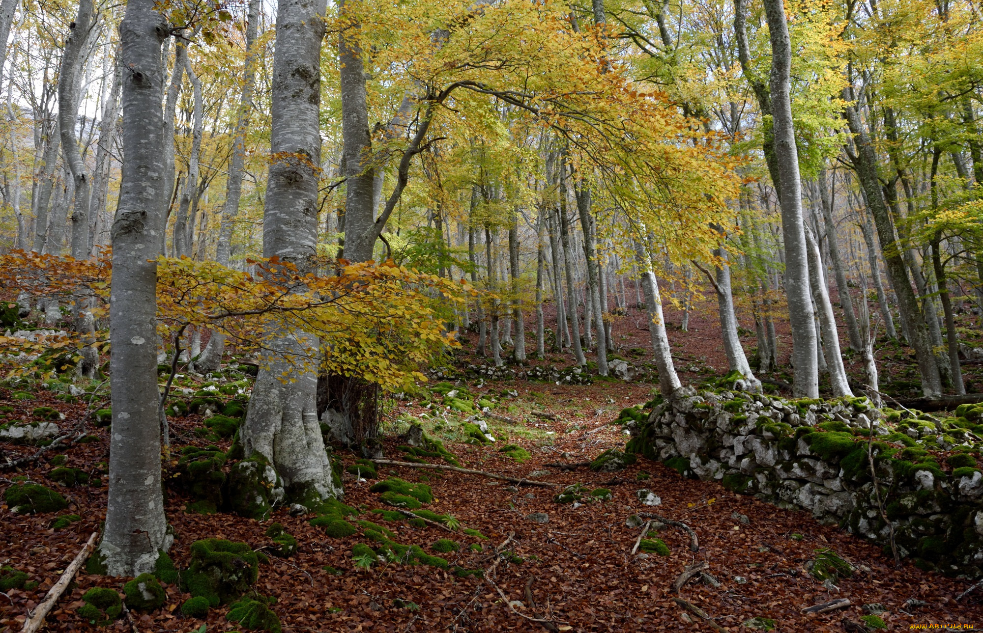 природа, лес, простор