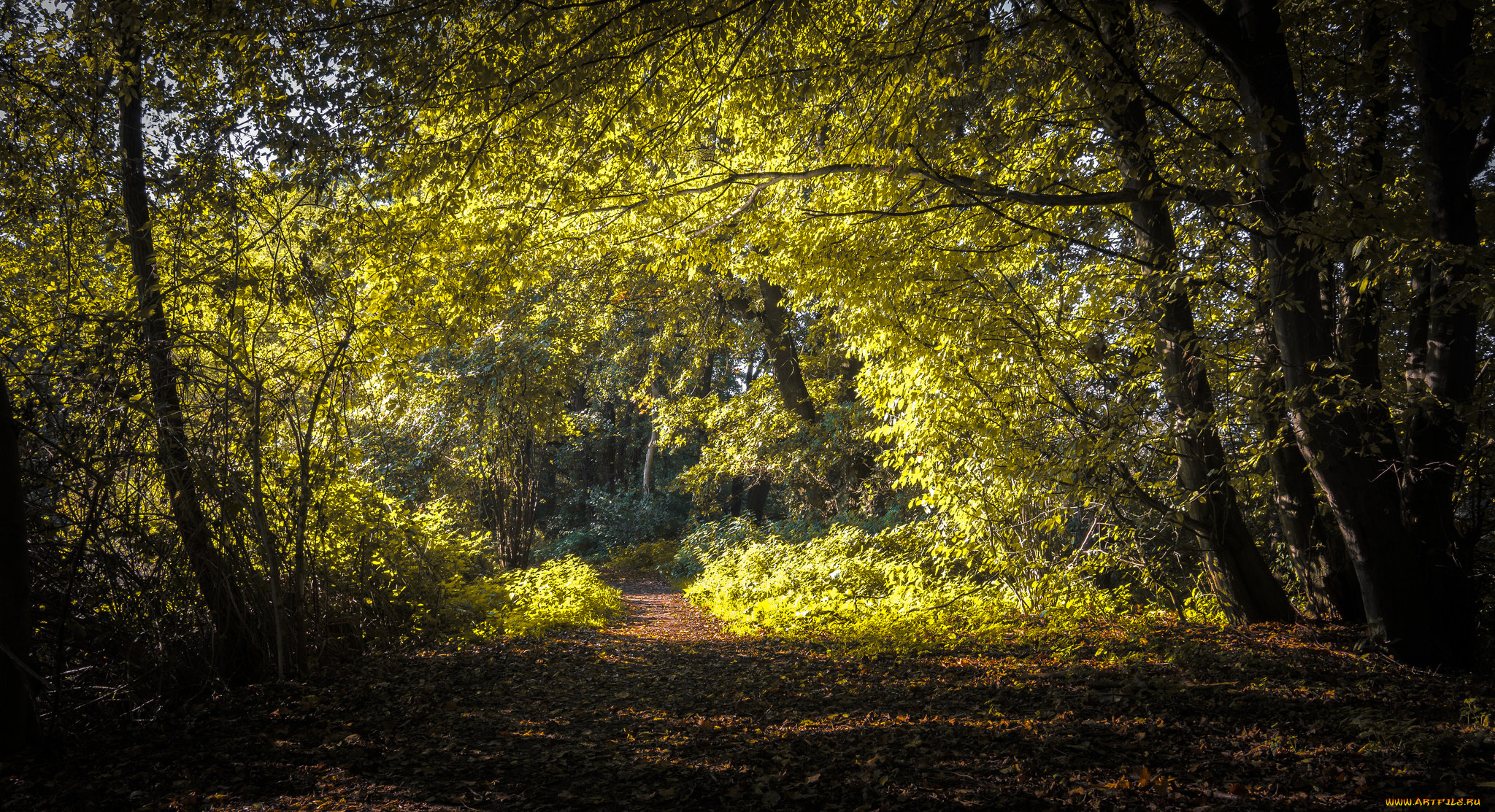 природа, лес, простор