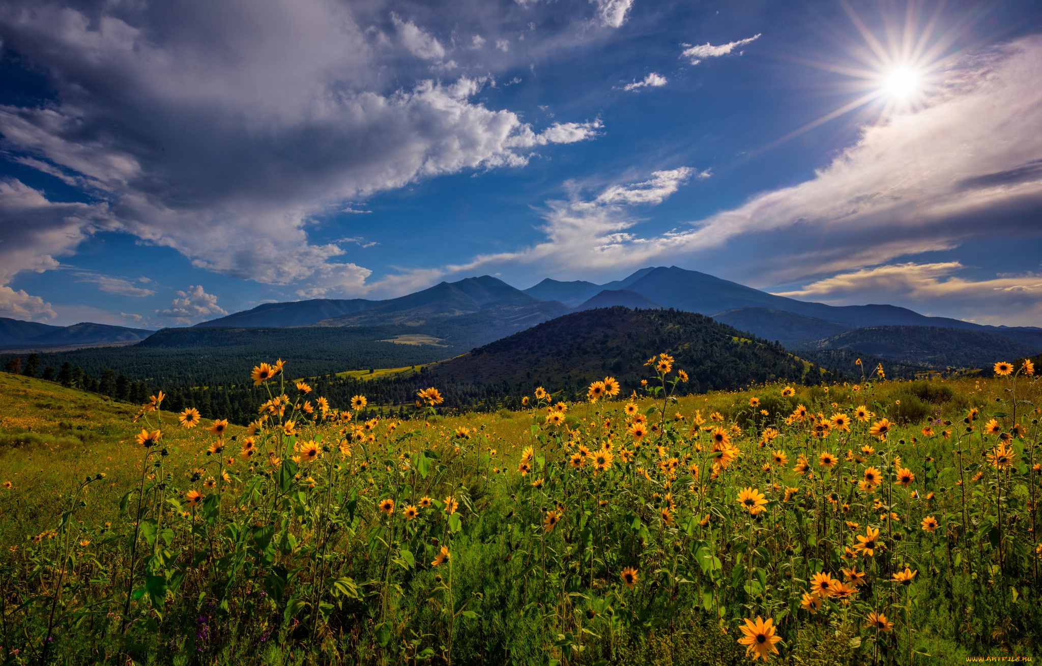 природа, луга, простор