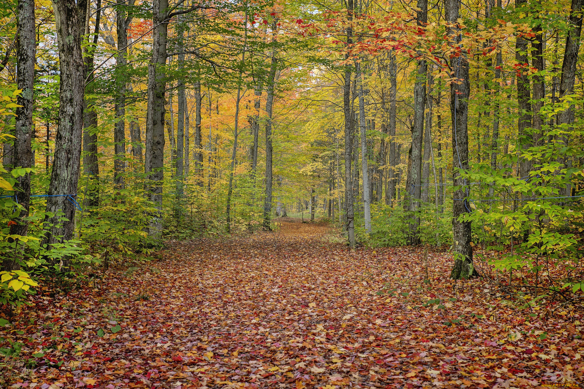 природа, лес, простор