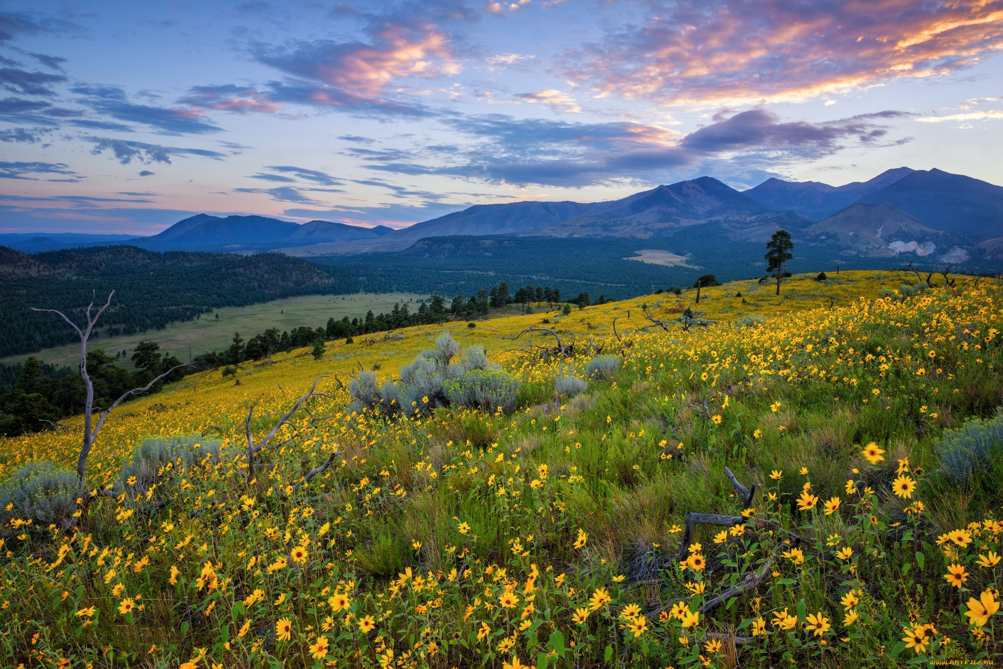 природа, луга, простор