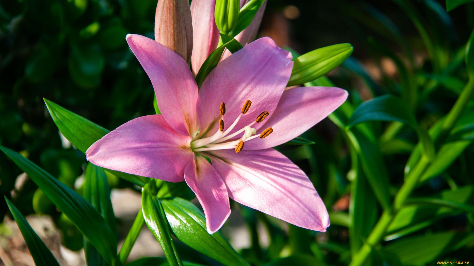 цветы, лилии, , лилейники, лилия, фон, логотип