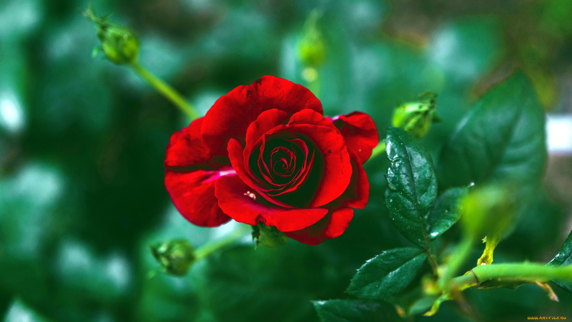 цветы, розы, бутон