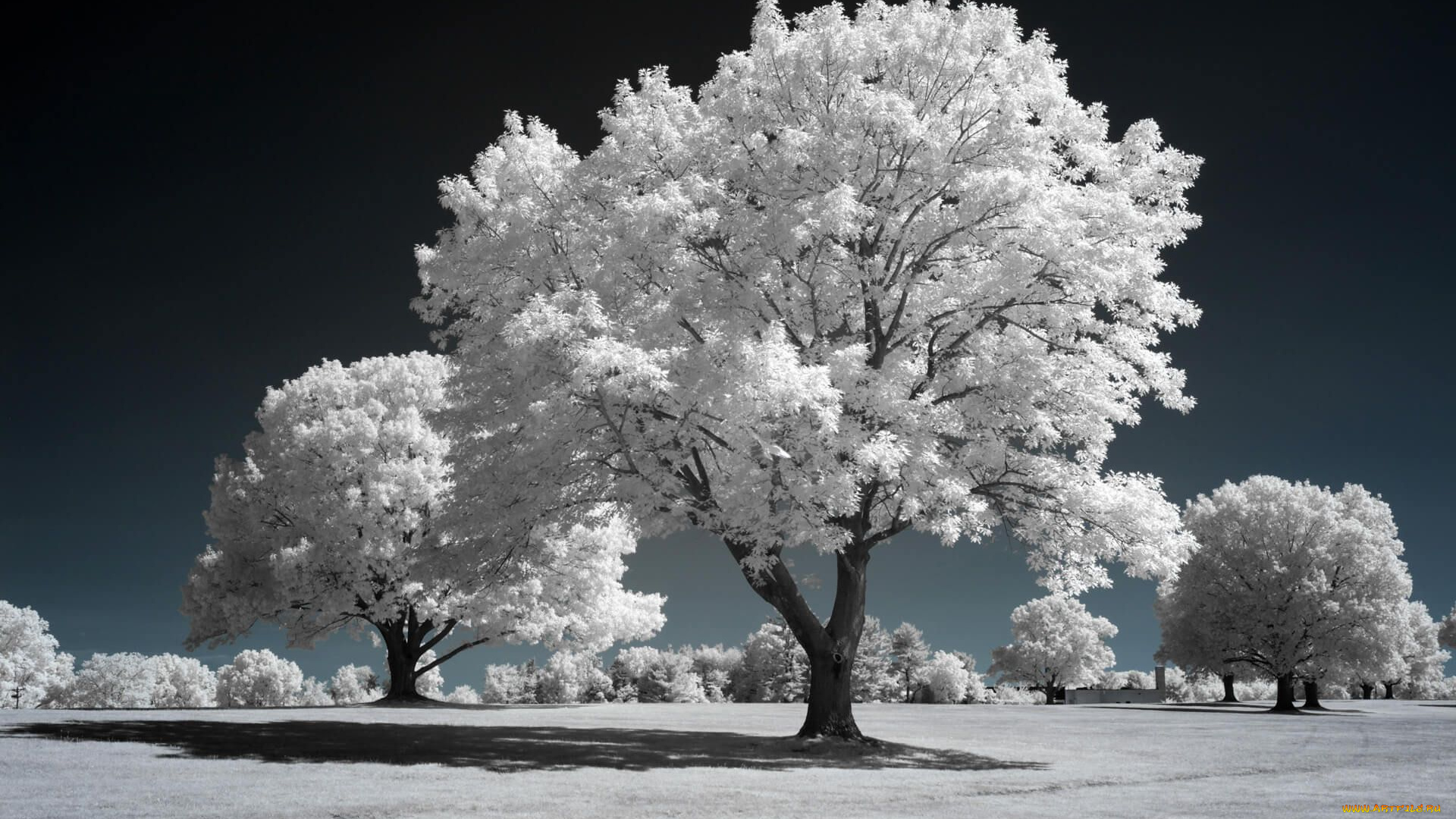 разное, компьютерный, дизайн, деревья