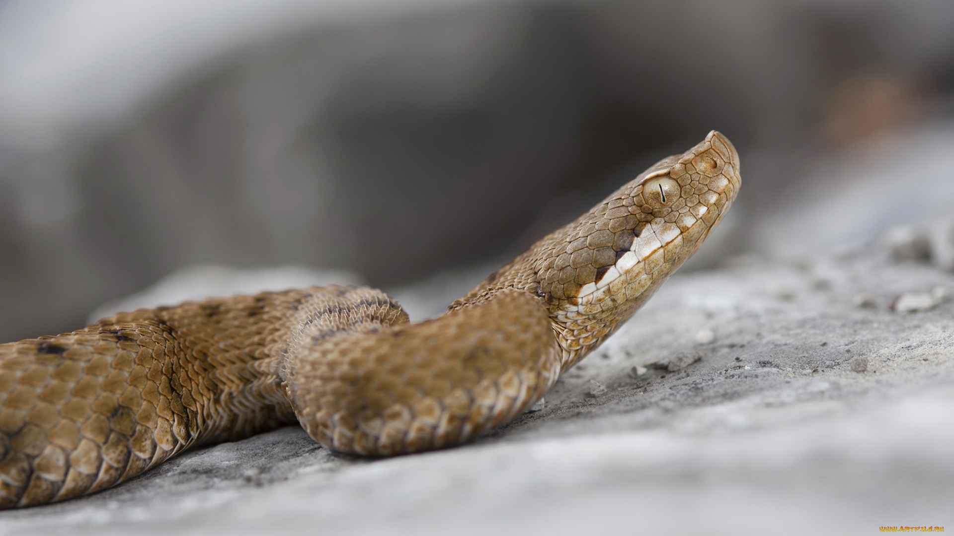 животные, змеи, , питоны, , кобры, змейка