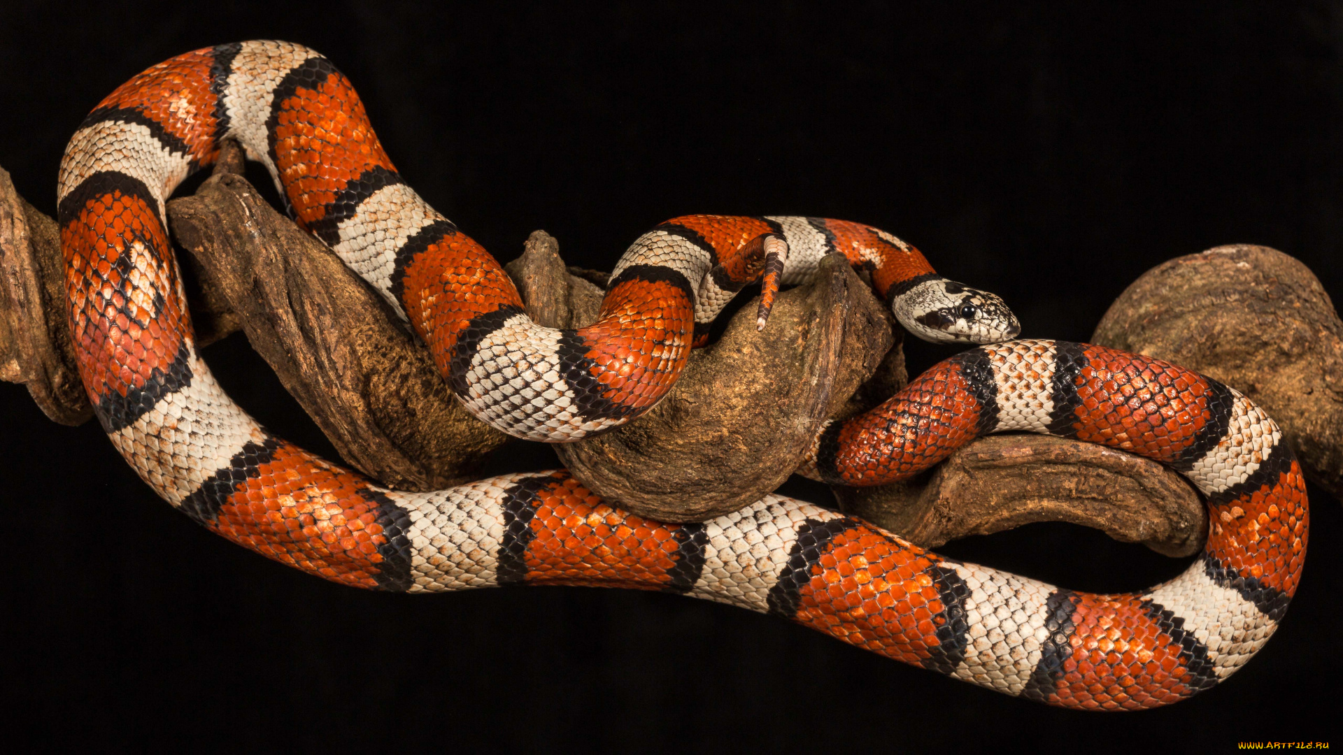 животные, змеи, , питоны, , кобры, змейка