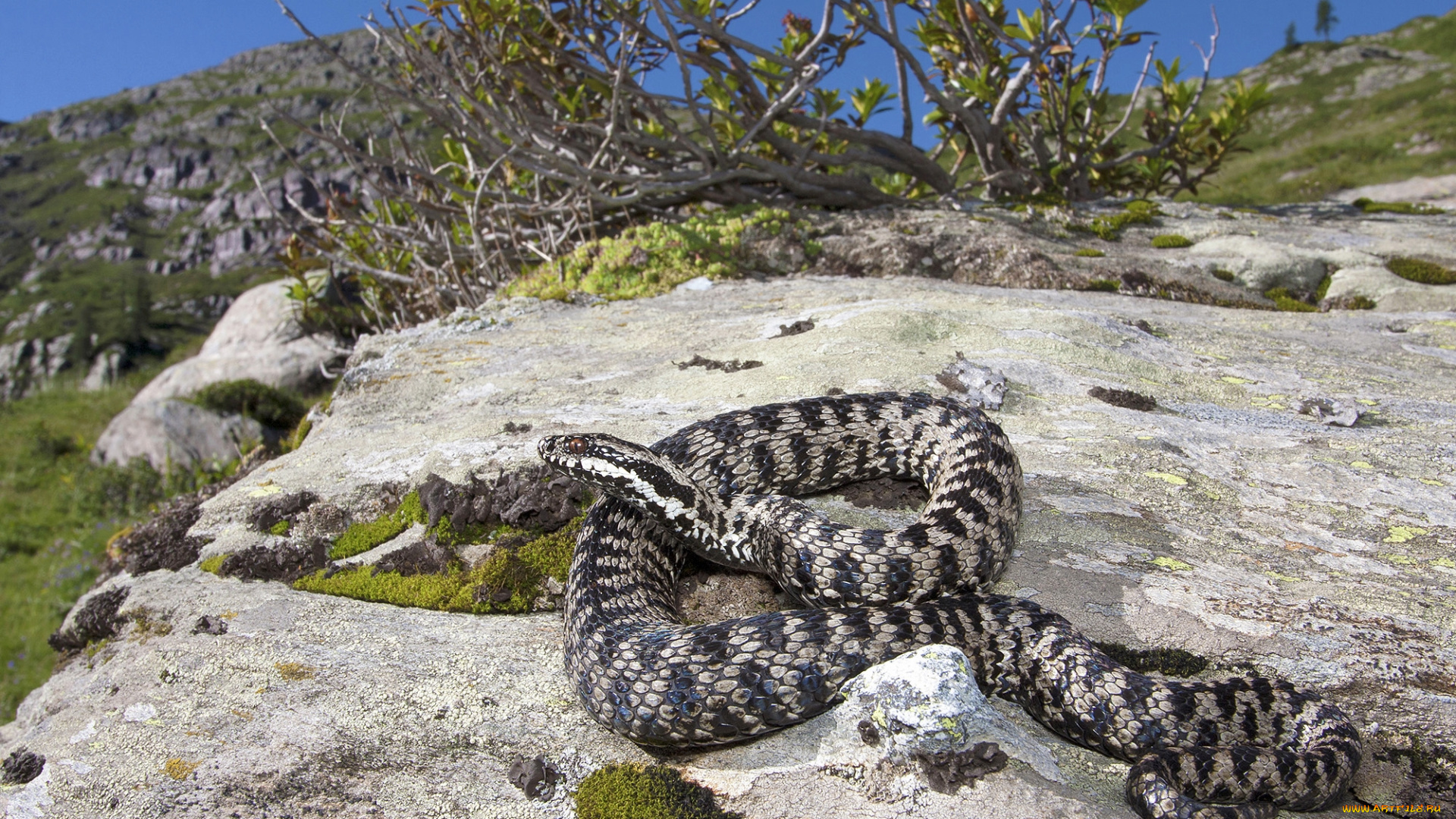 животные, змеи, , питоны, , кобры, змейка