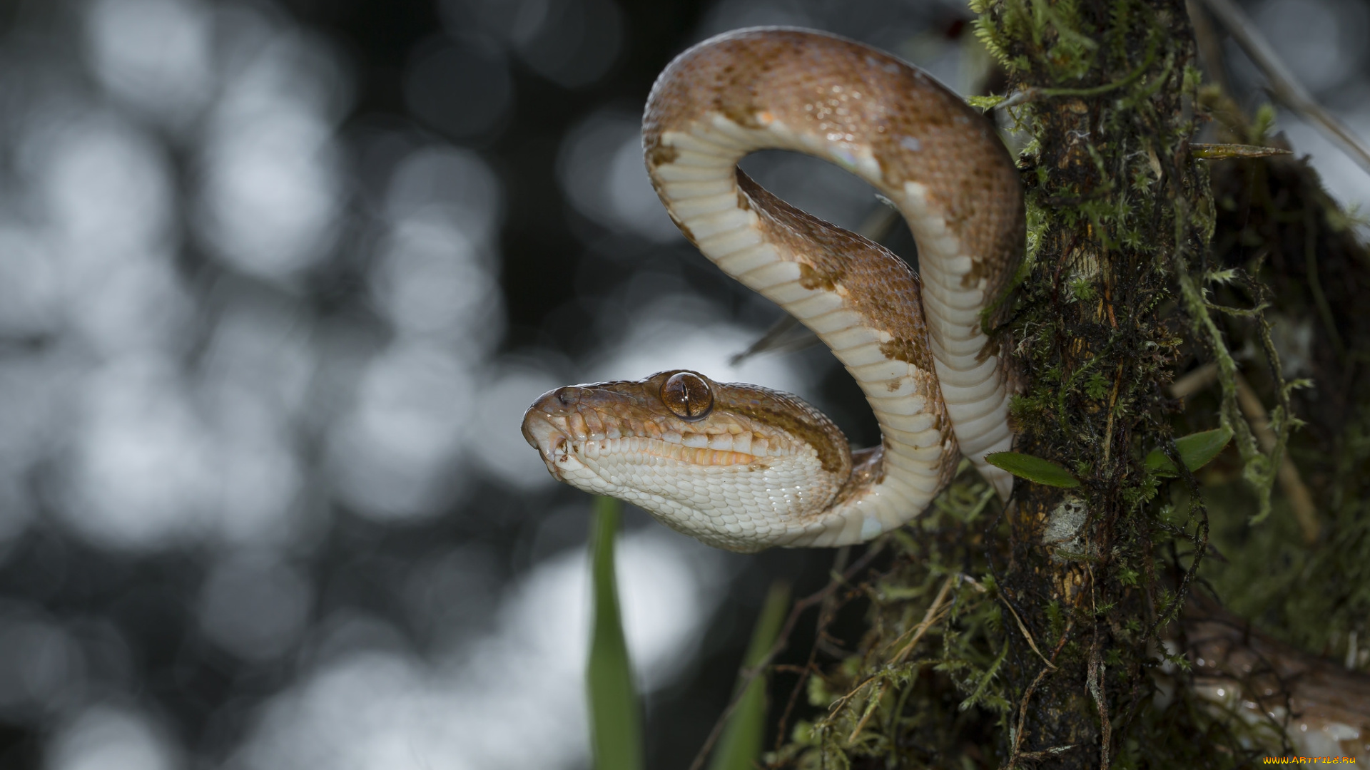 животные, змеи, , питоны, , кобры, змейка