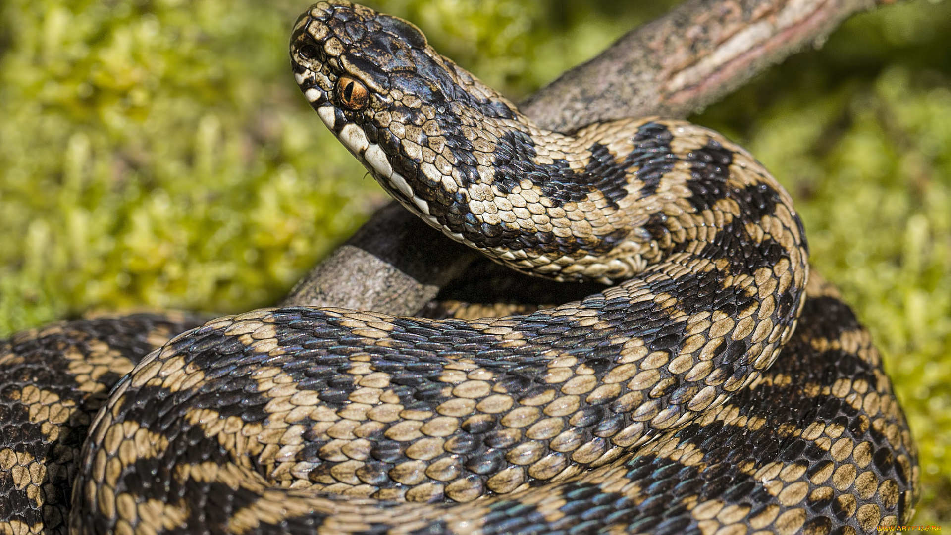 животные, змеи, , питоны, , кобры, змейка