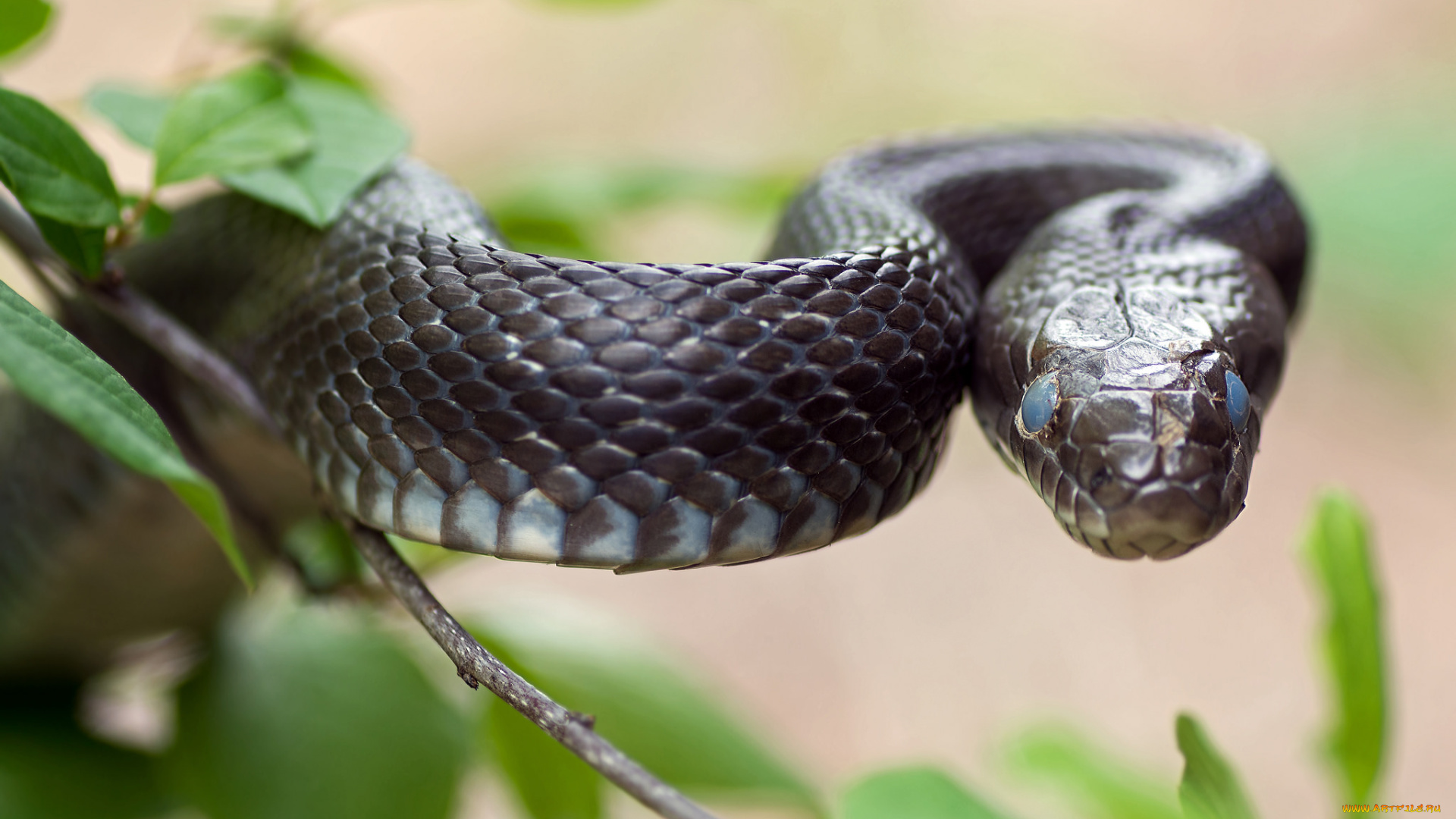 животные, змеи, , питоны, , кобры, змейка