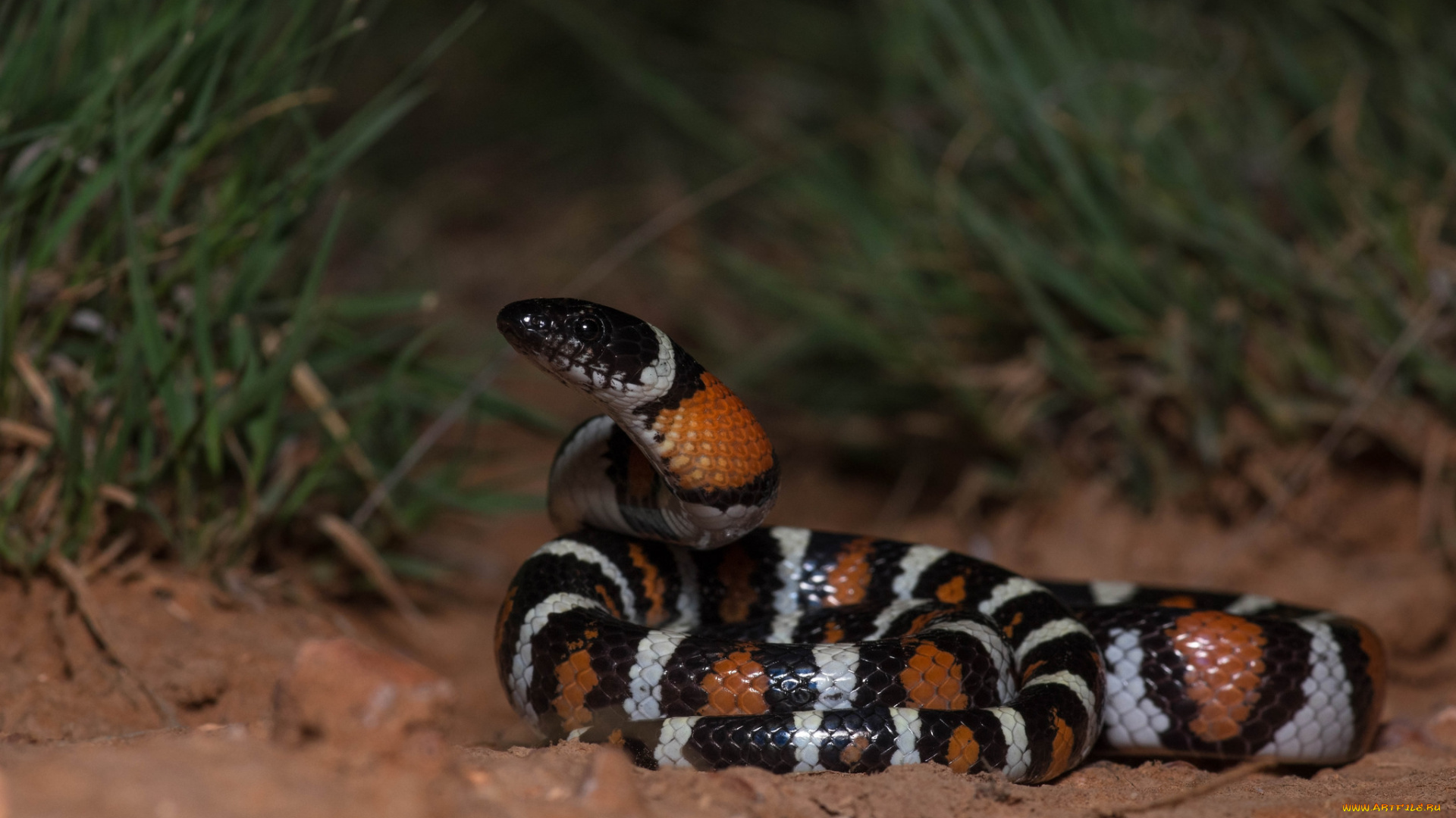 животные, змеи, , питоны, , кобры, змейка