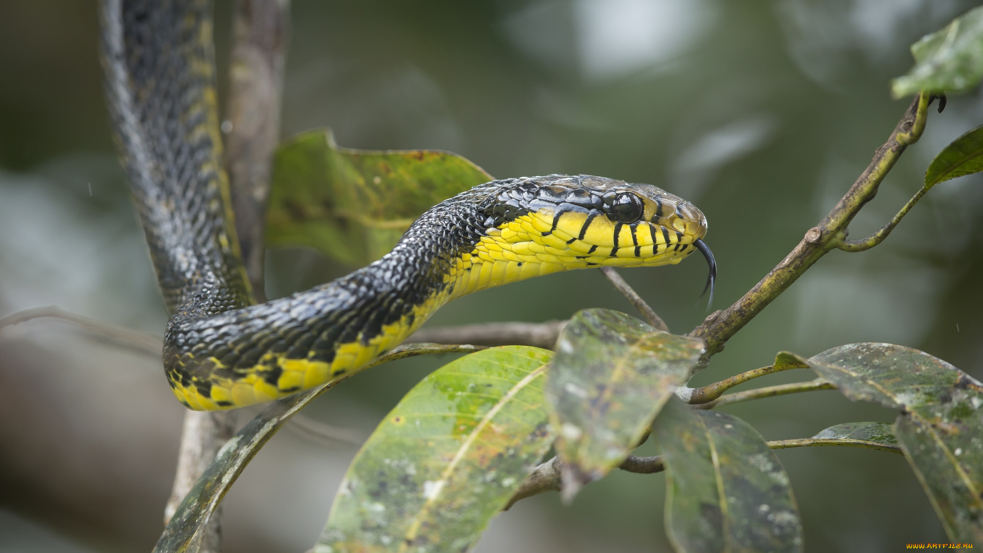 животные, змеи, , питоны, , кобры, змейка