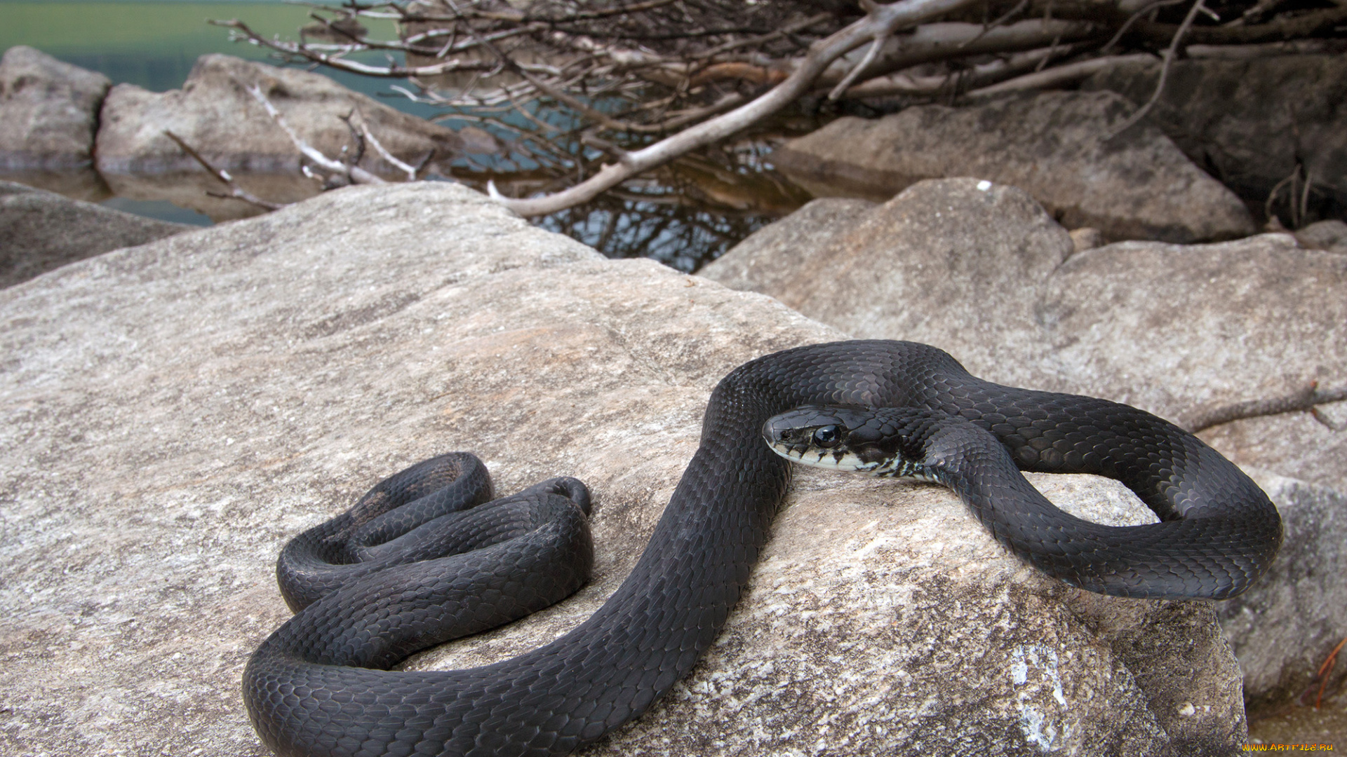 животные, змеи, , питоны, , кобры, змейка