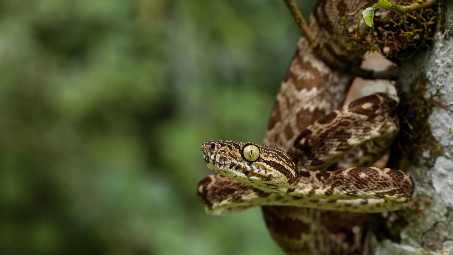 животные, змеи, , питоны, , кобры, змейка