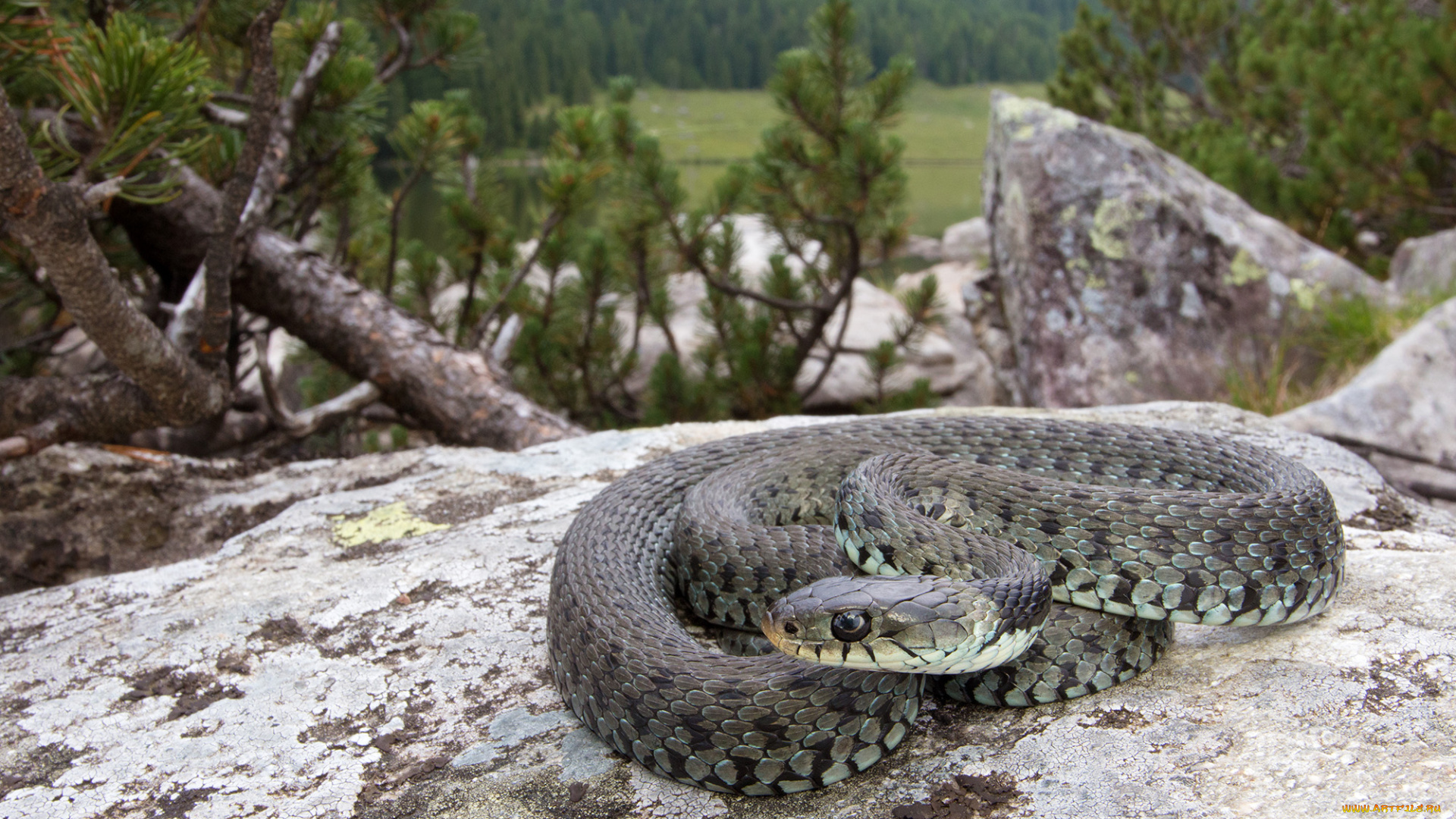 животные, змеи, , питоны, , кобры, змейка