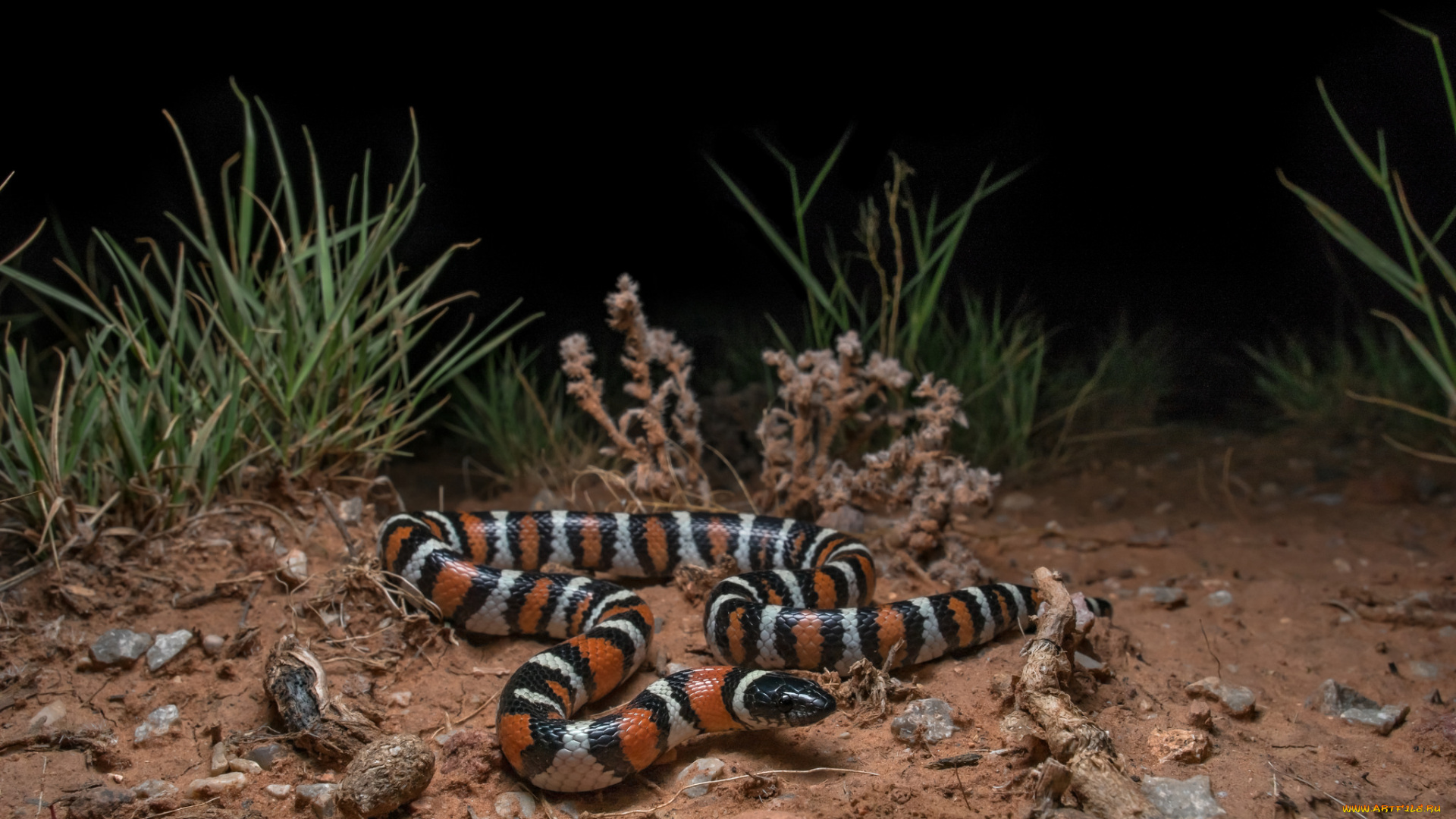 животные, змеи, , питоны, , кобры, змейка