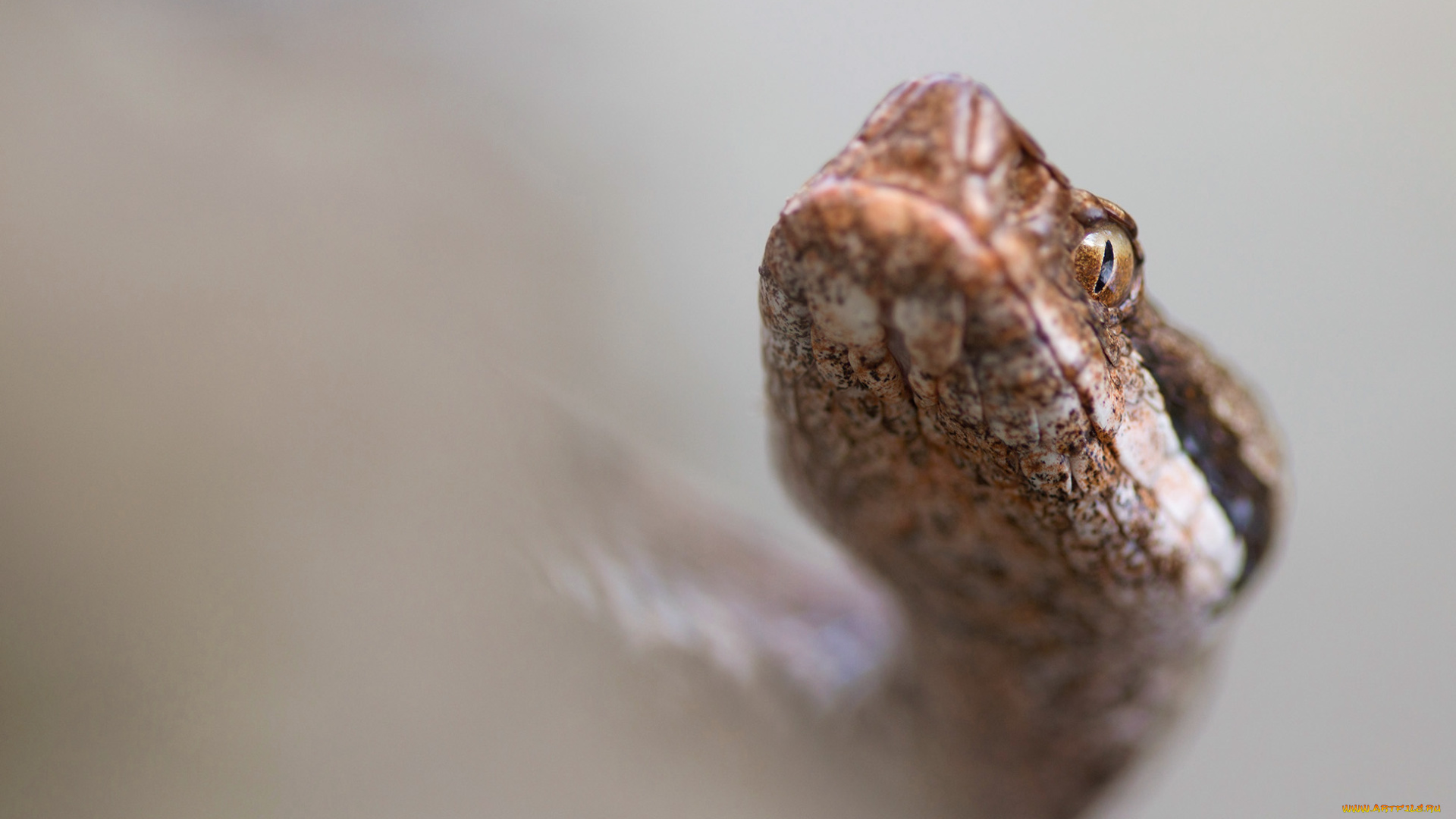 животные, змеи, , питоны, , кобры, змейка