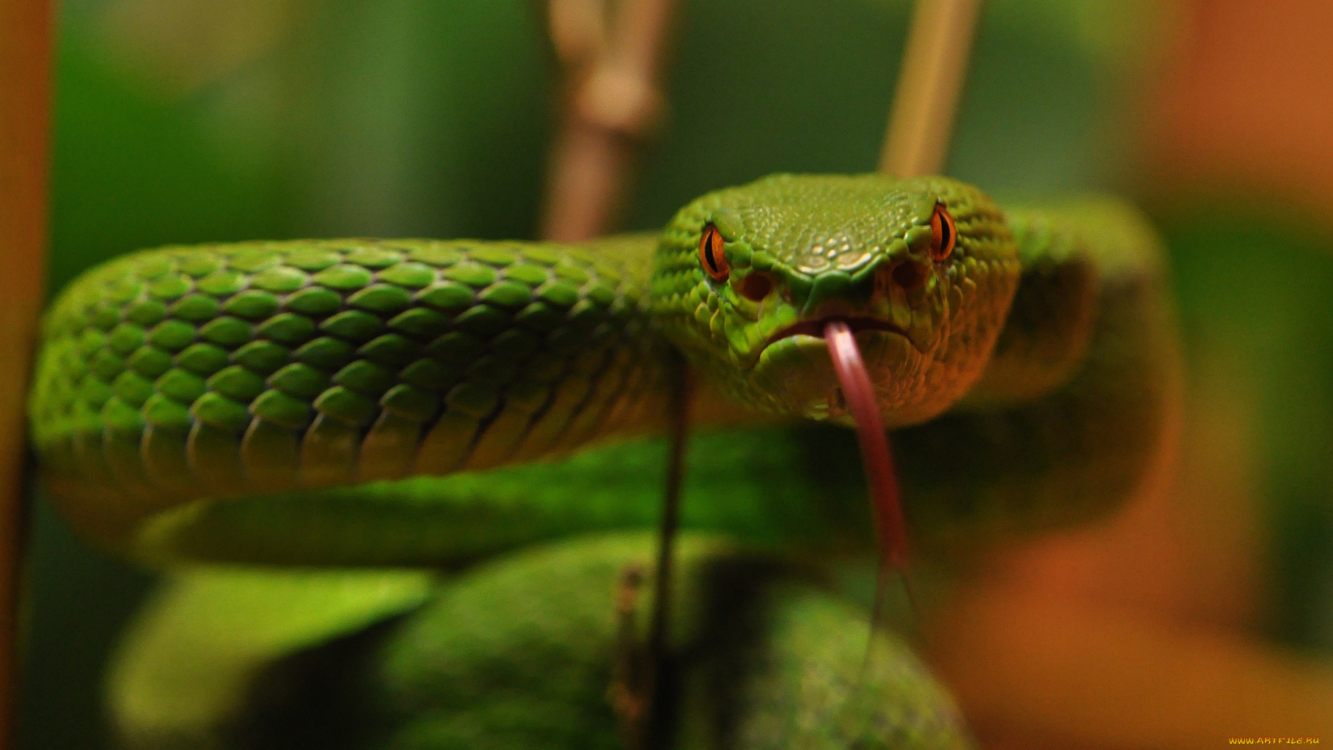 животные, змеи, , питоны, , кобры, змейка