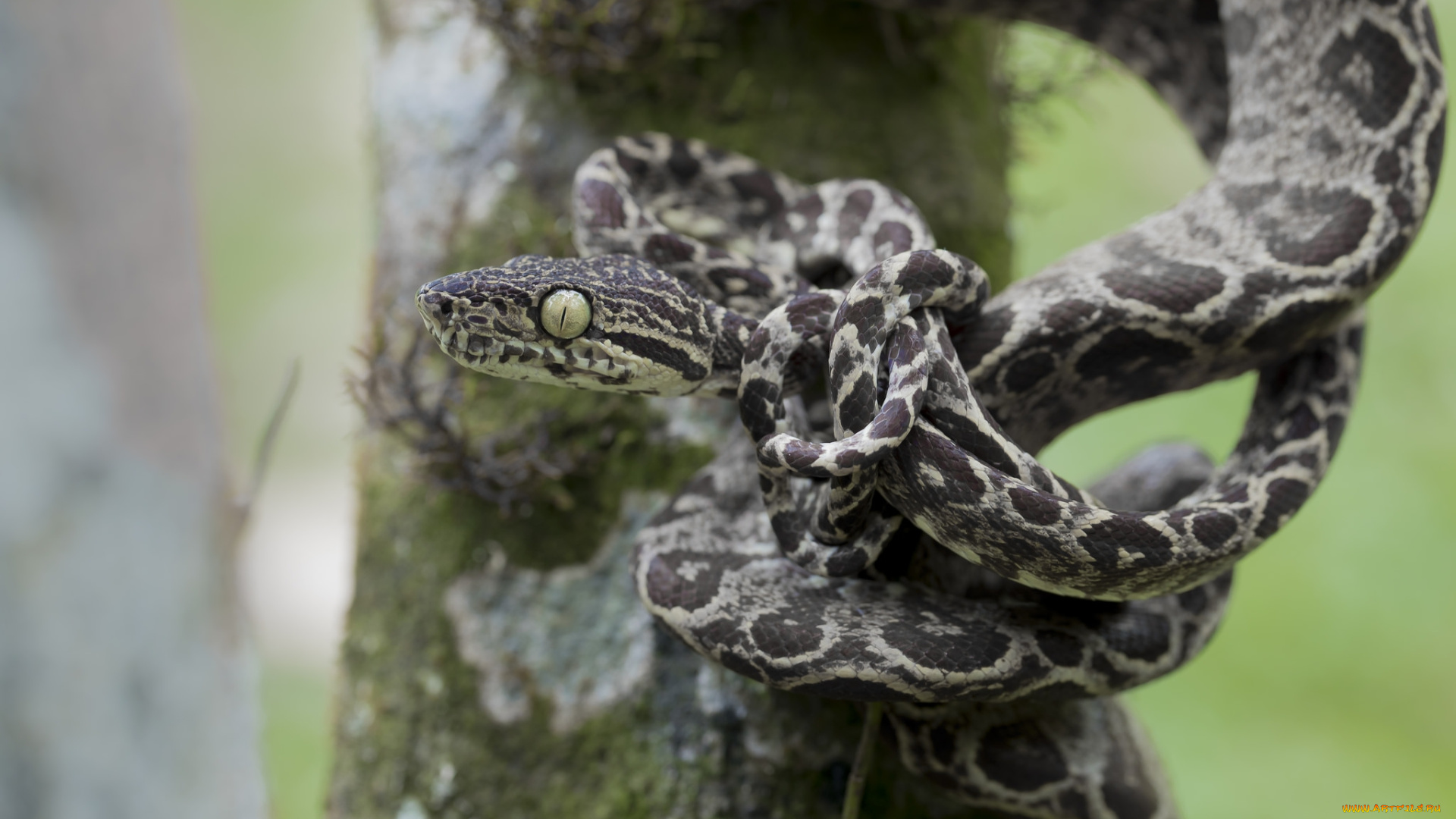 животные, змеи, , питоны, , кобры, змейка