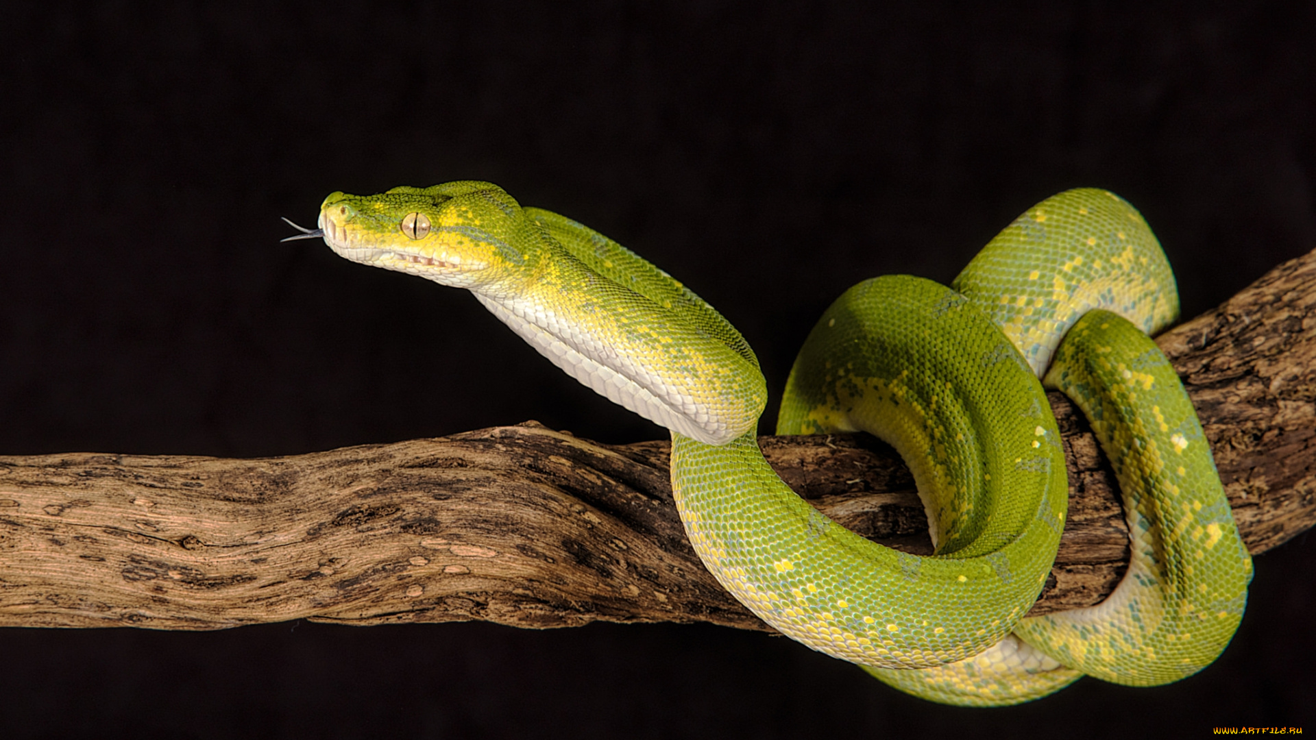 животные, змеи, , питоны, , кобры, змейка