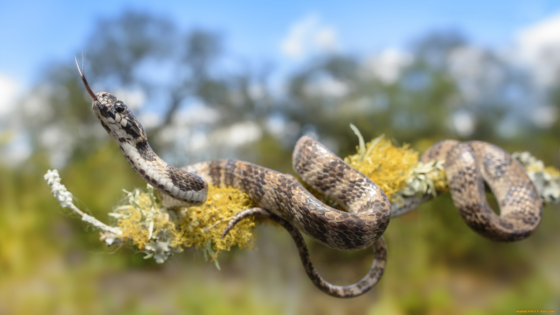 животные, змеи, , питоны, , кобры, змейка