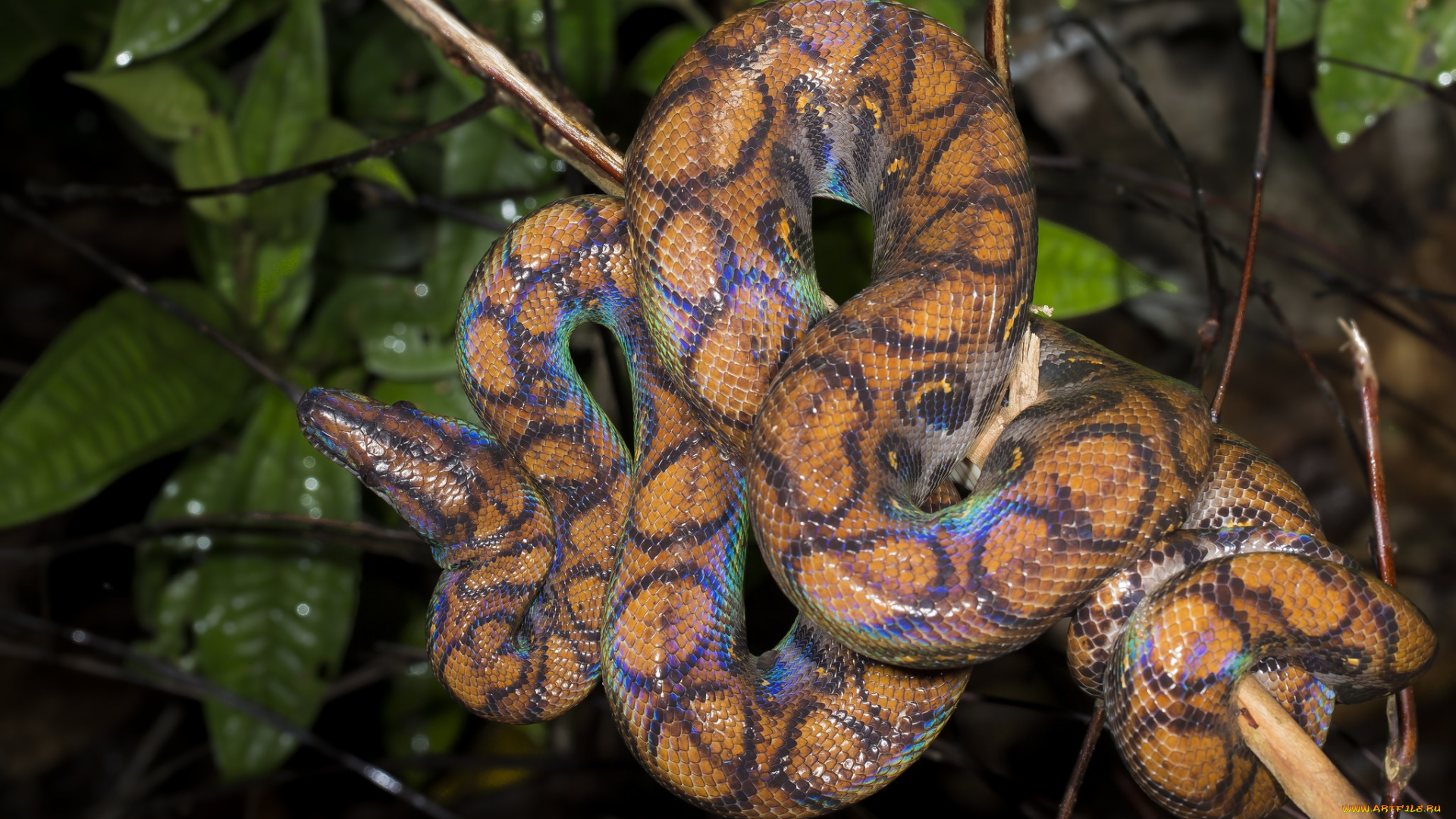 животные, змеи, , питоны, , кобры, змейка