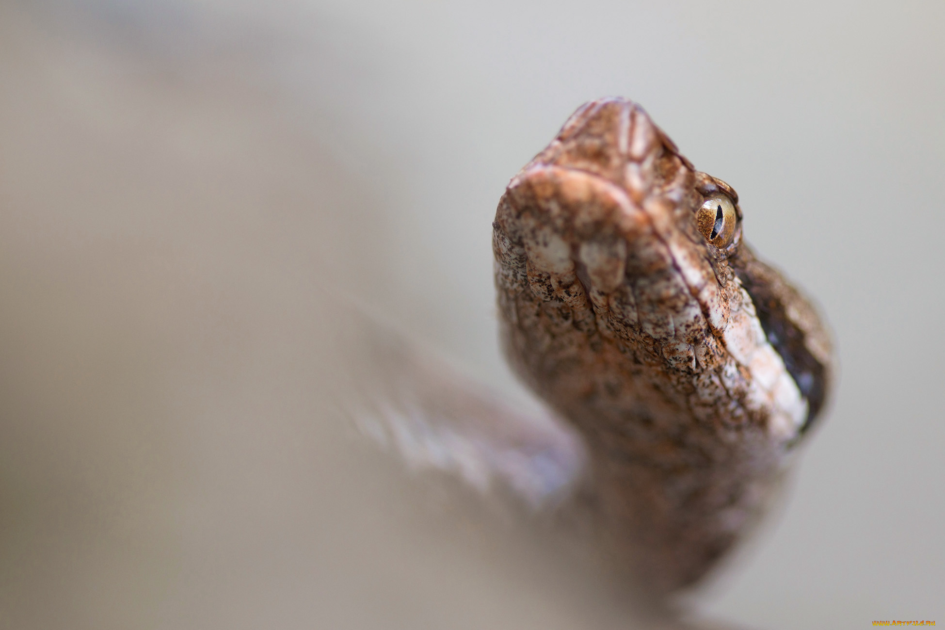 животные, змеи, , питоны, , кобры, змейка