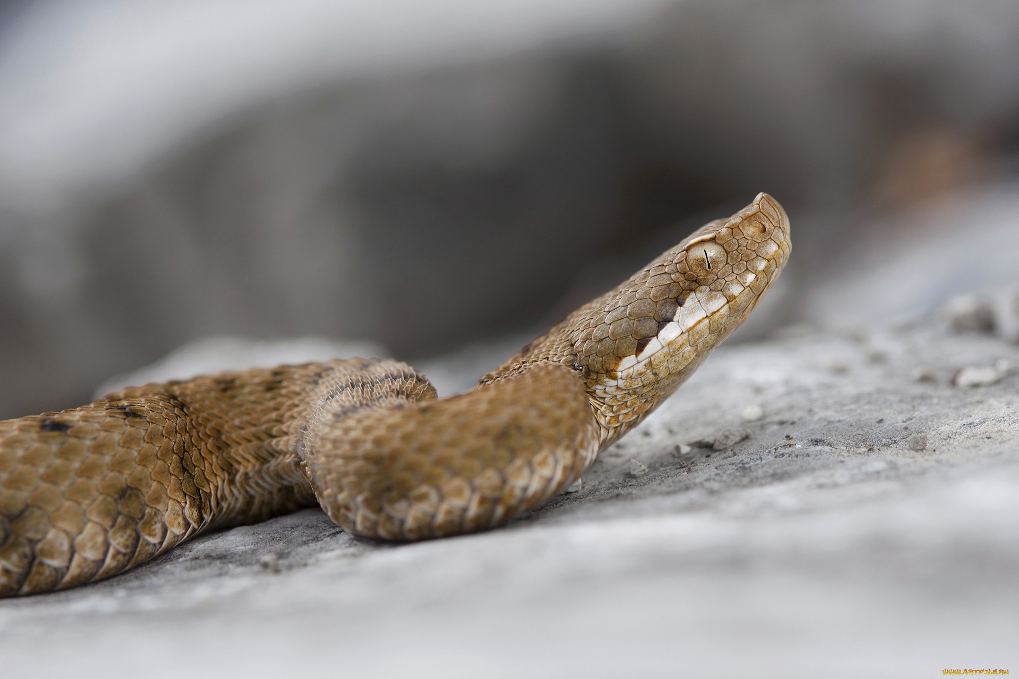 животные, змеи, , питоны, , кобры, змейка