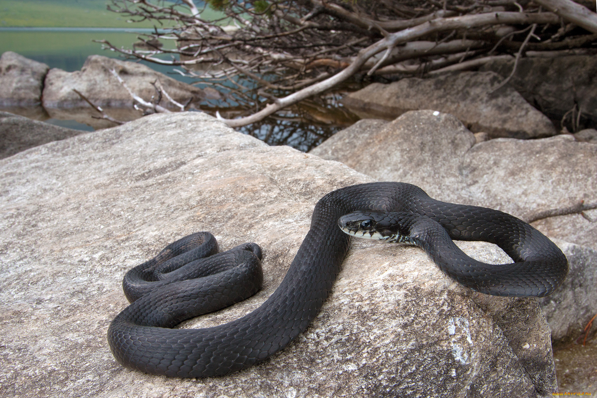 животные, змеи, , питоны, , кобры, змейка