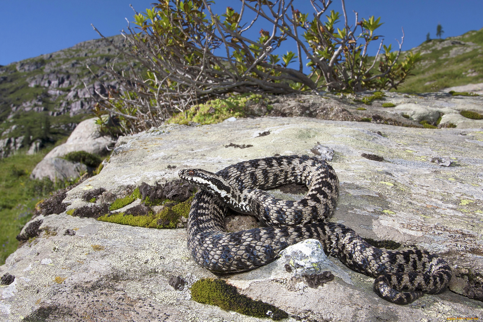 животные, змеи, , питоны, , кобры, змейка