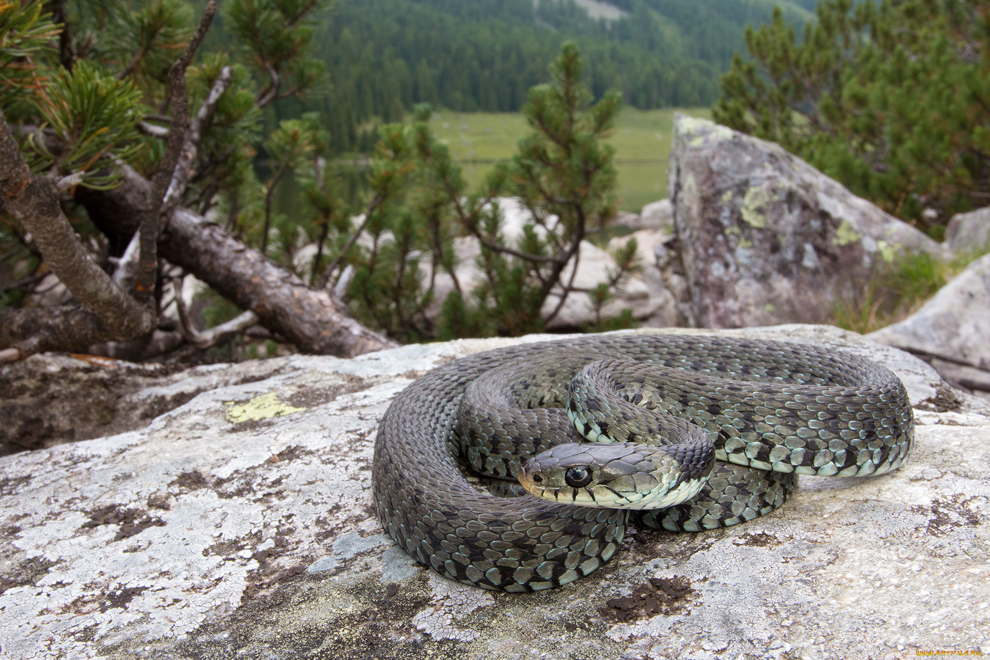 животные, змеи, , питоны, , кобры, змейка