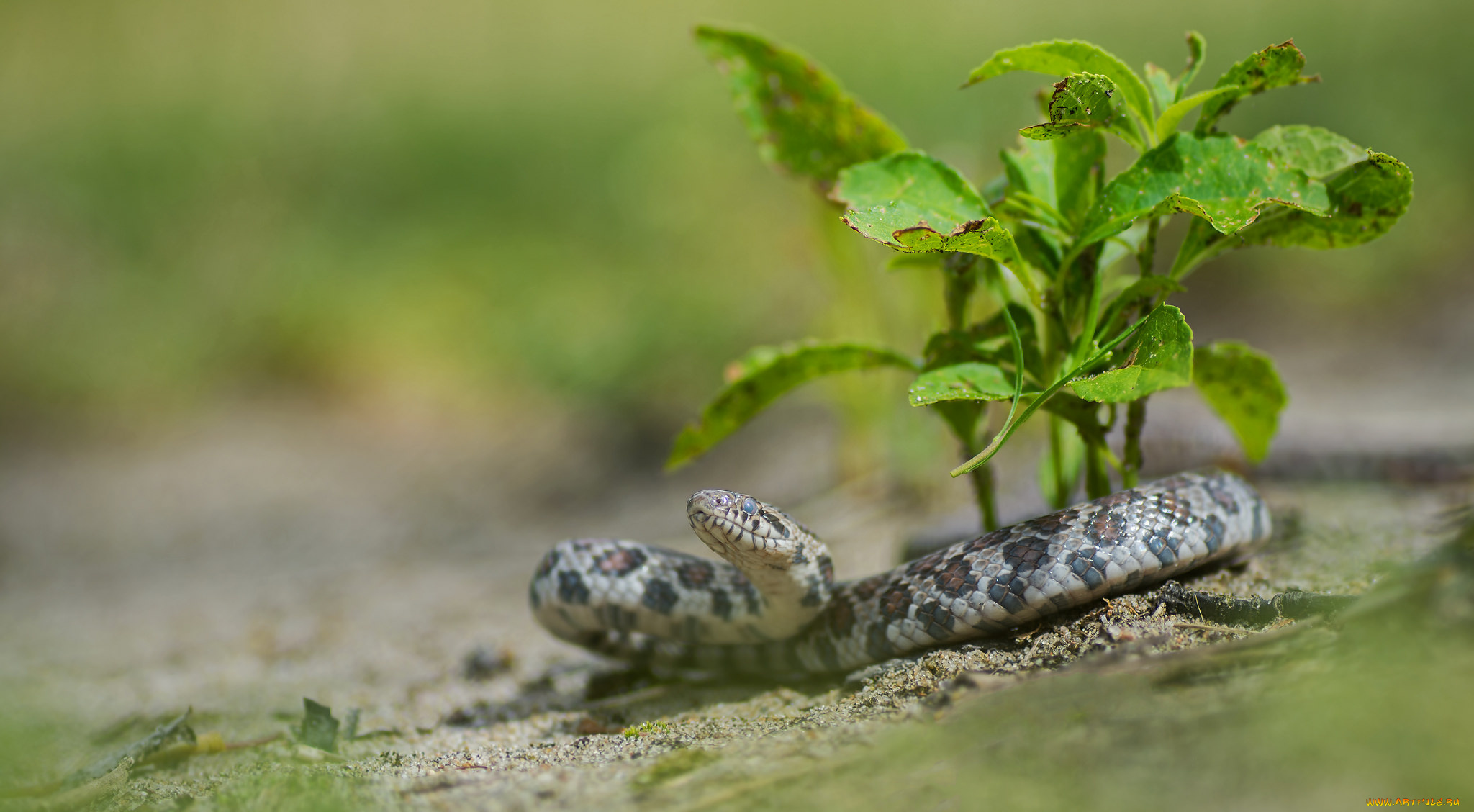 животные, змеи, , питоны, , кобры, змейка