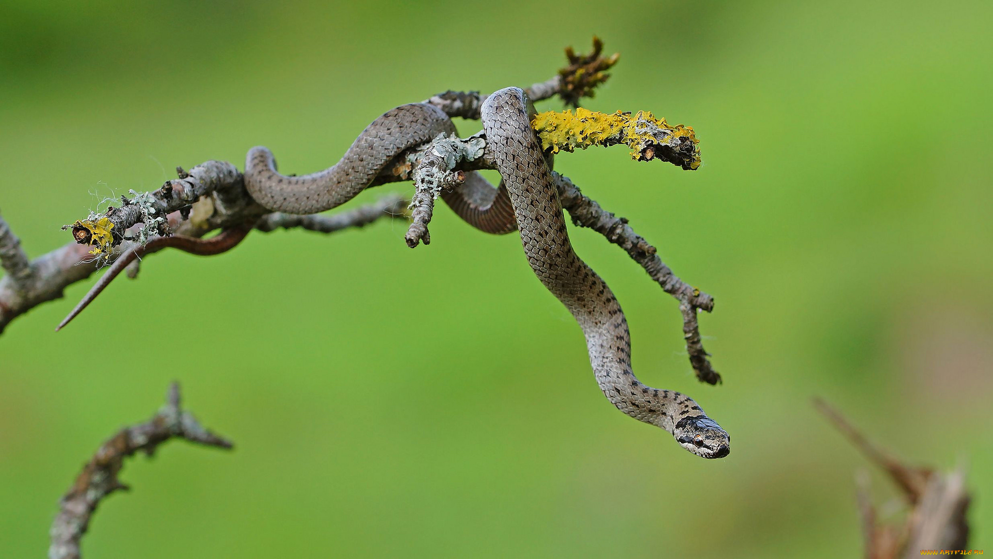 животные, змеи, , питоны, , кобры, змейка