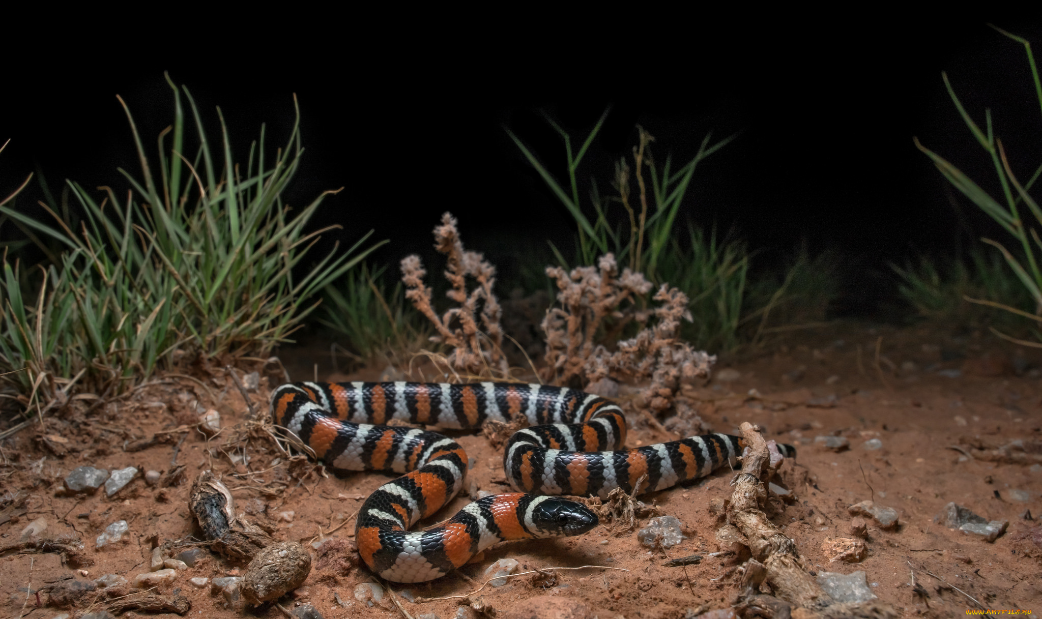 животные, змеи, , питоны, , кобры, змейка