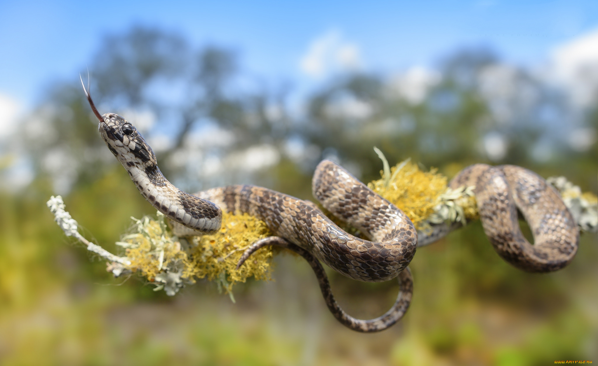 животные, змеи, , питоны, , кобры, змейка