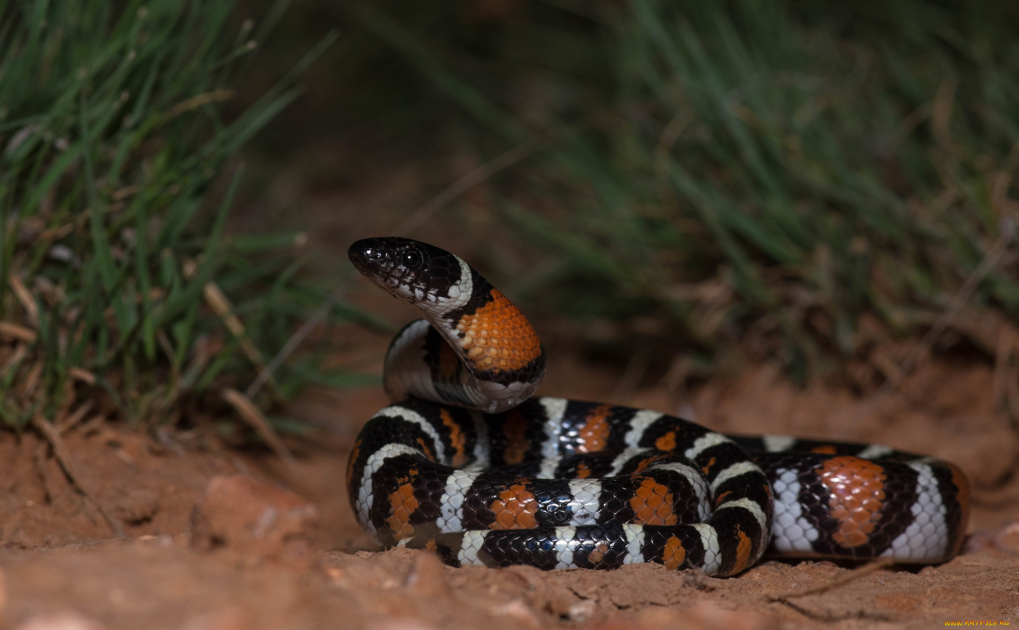 животные, змеи, , питоны, , кобры, змейка