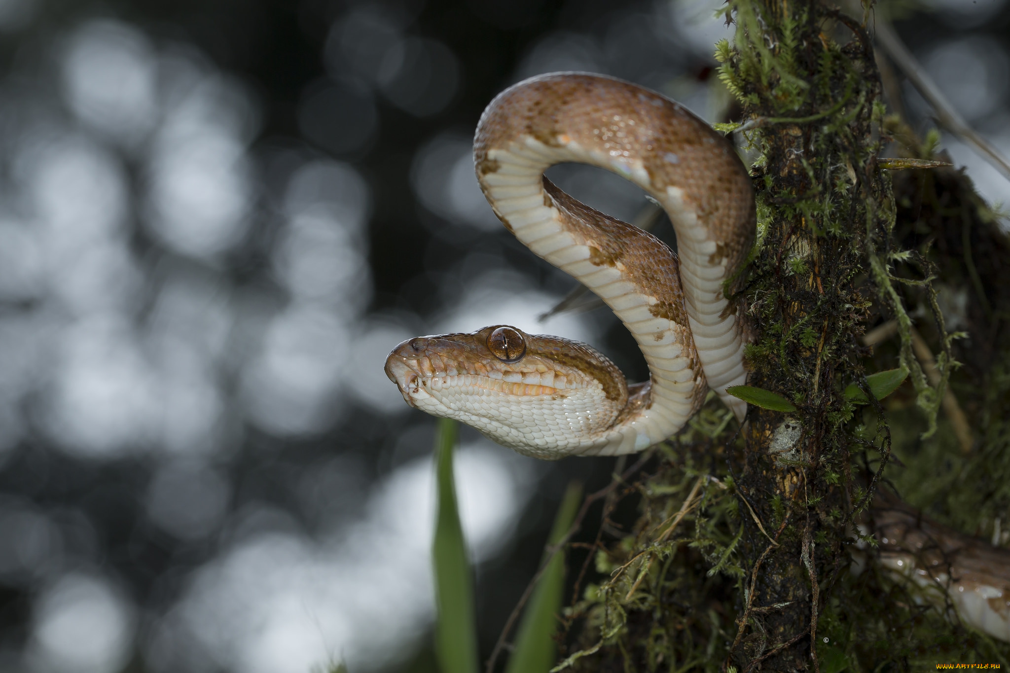 животные, змеи, , питоны, , кобры, змейка