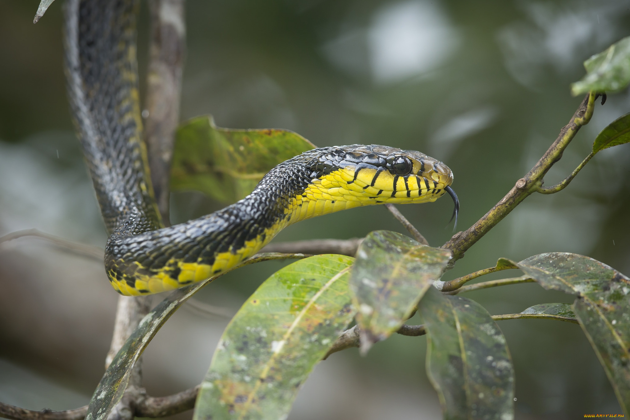 животные, змеи, , питоны, , кобры, змейка