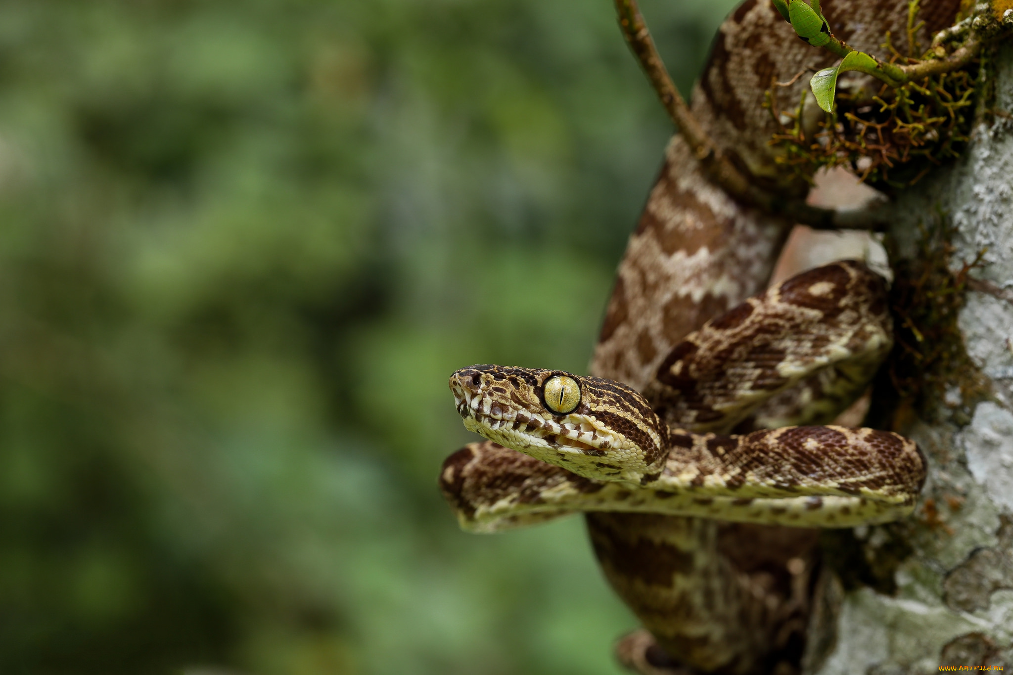 животные, змеи, , питоны, , кобры, змейка