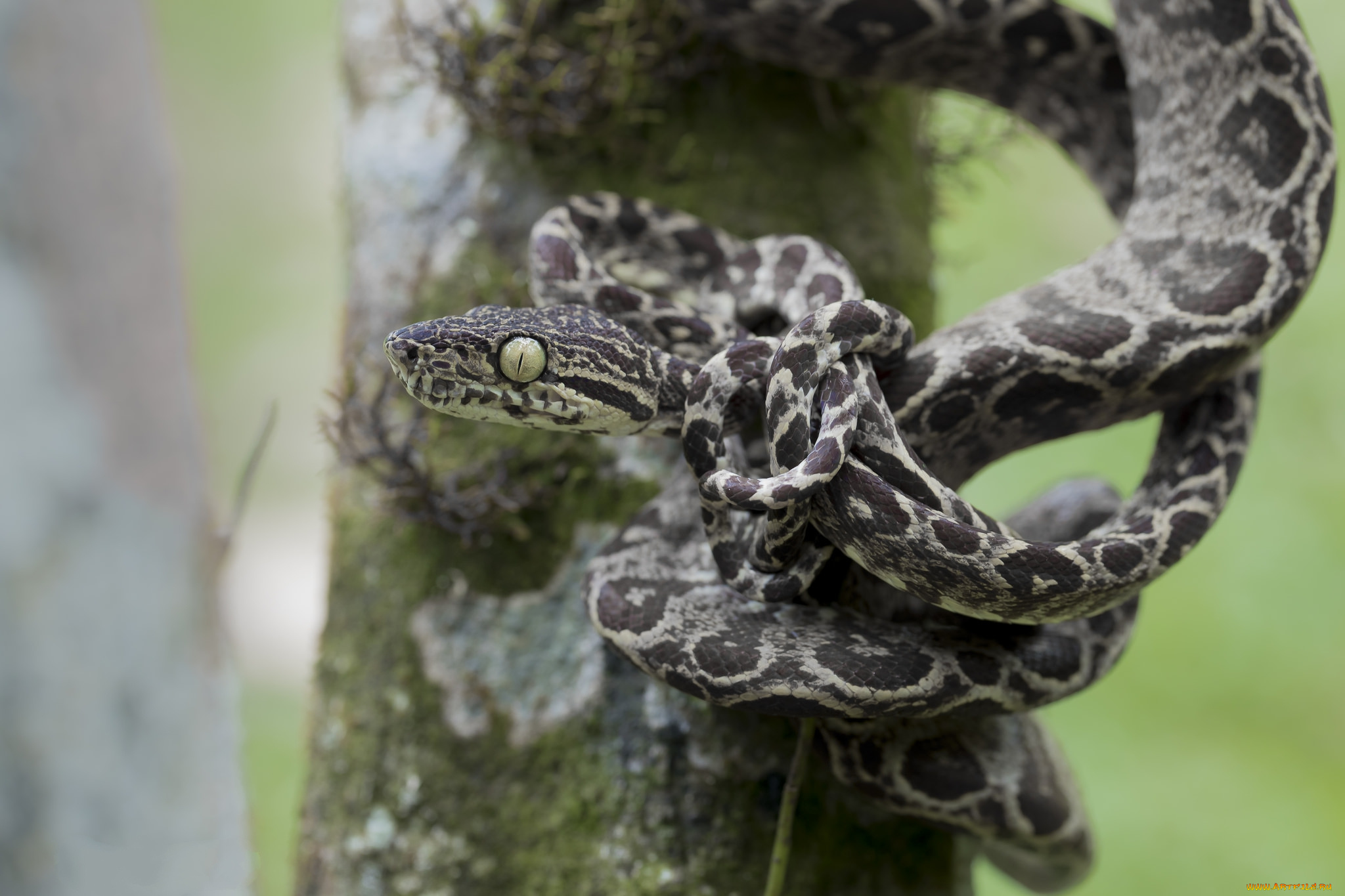 животные, змеи, , питоны, , кобры, змейка